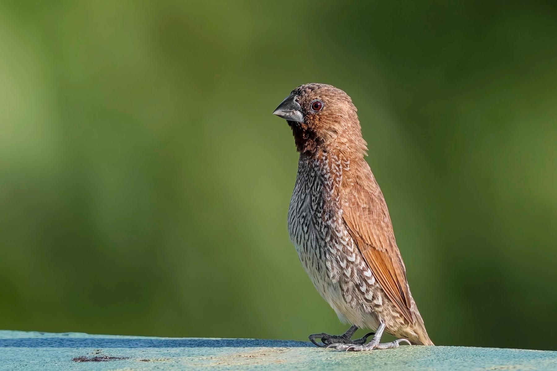 Scaly-breasted munia perched on a ledge, side-lit with a smooth green blurred background
