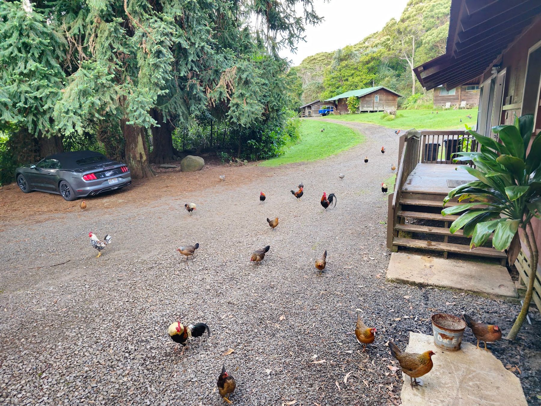 The Cabins at Kōkeʻe lodging in Waimea, Kaua‘i photo 5