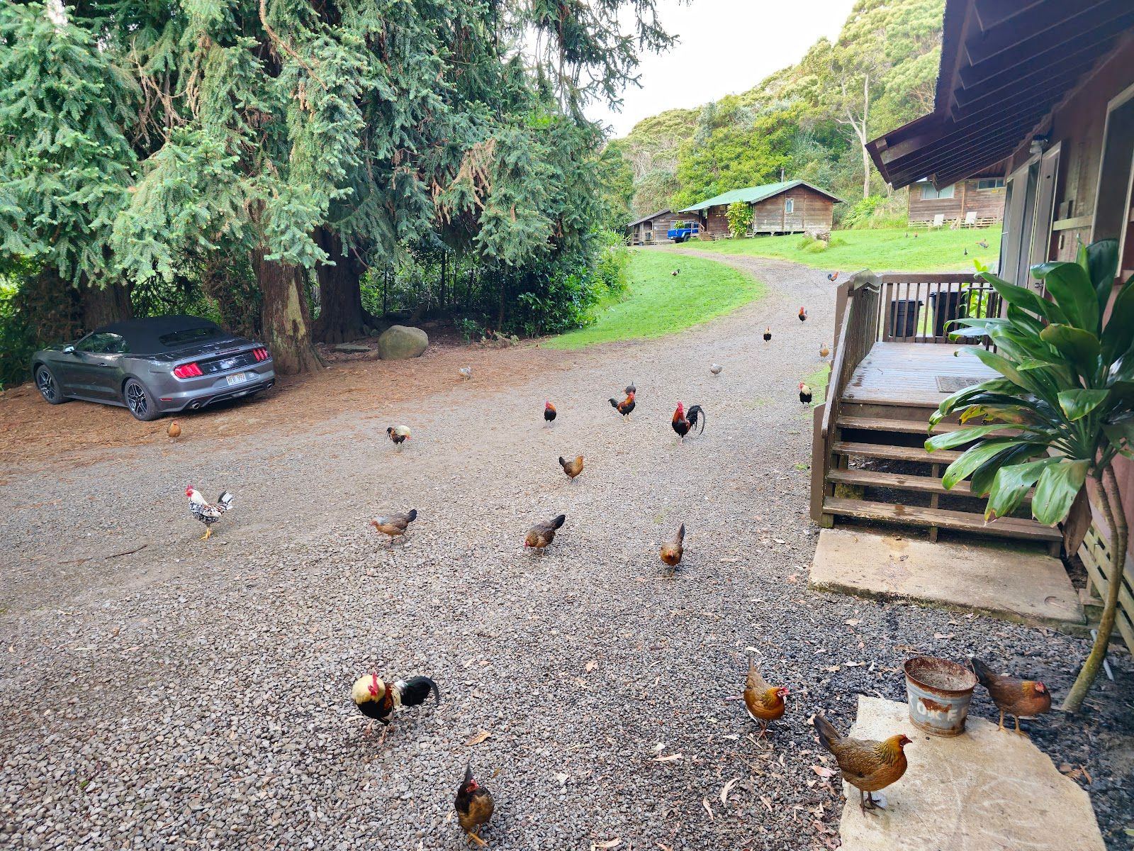 The Cabins at Kōkeʻe lodging in Waimea, Kaua‘i photo 5