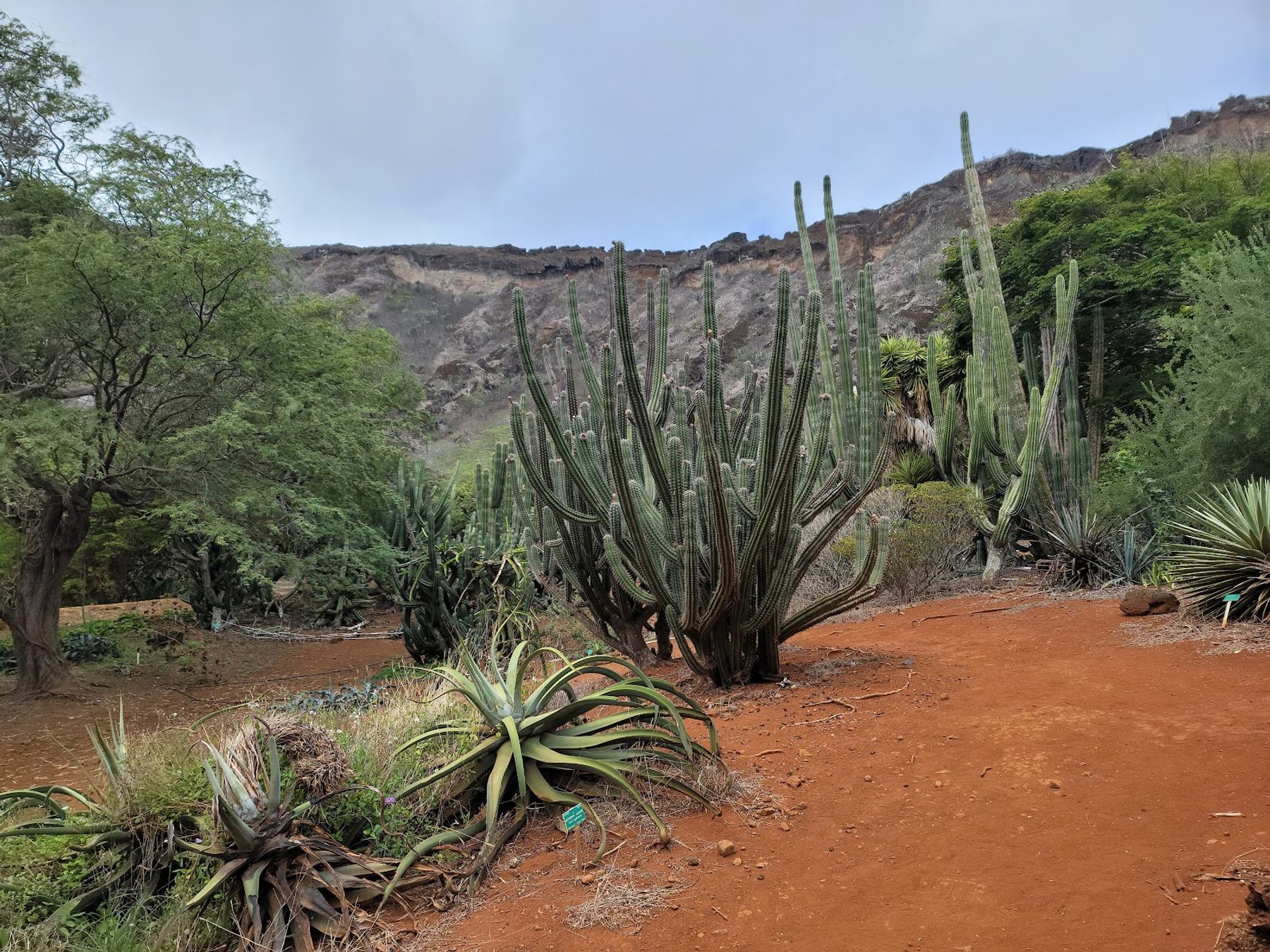 Photo 1 of Koko Crater Botanical Garden in Hawaiʻi Kai & East Honolulu, Oahu