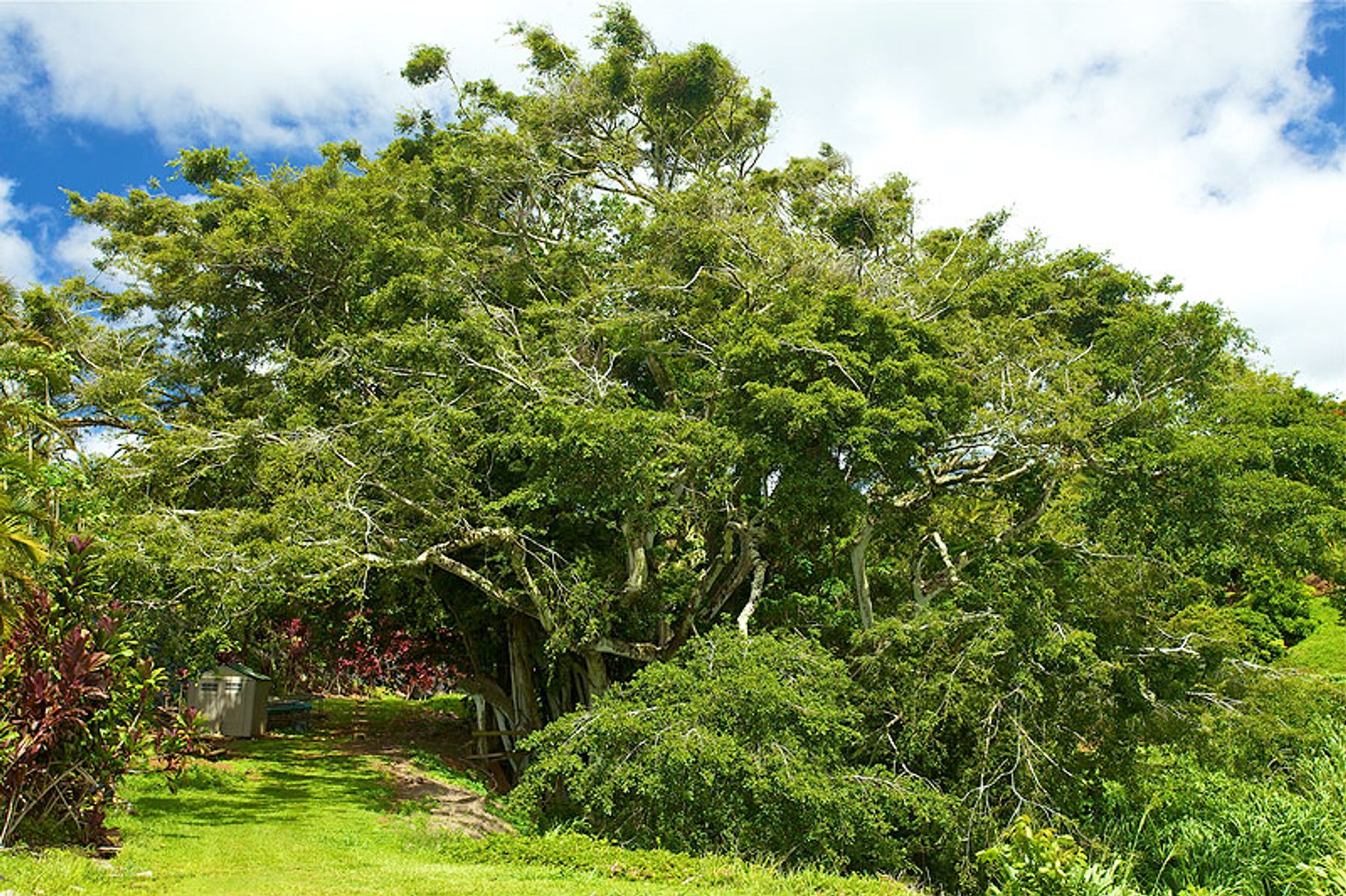 Kauai Banyan Inn lodging in Lawai, Kaua‘i photo 5