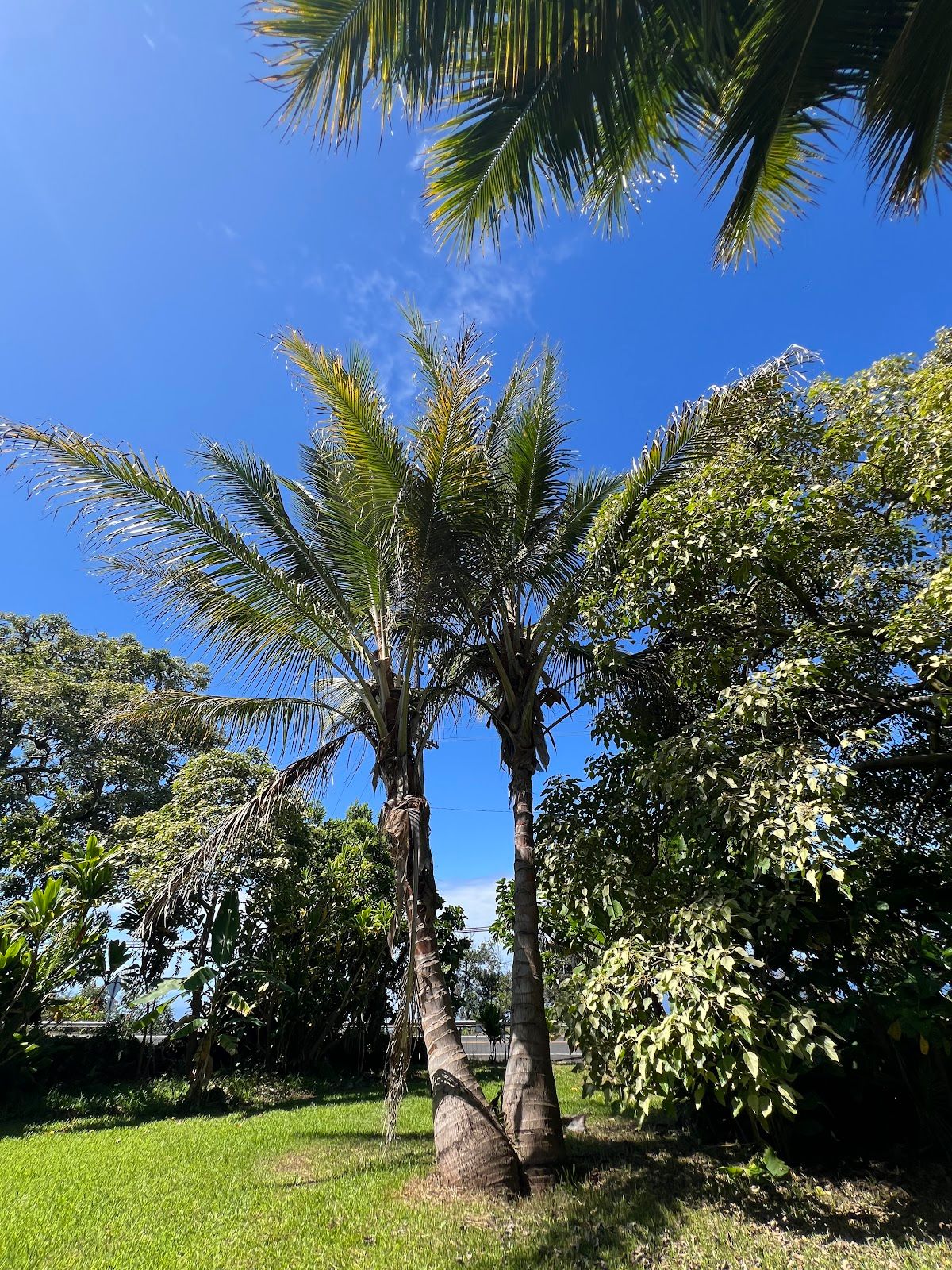 Photo 3 of Amy Greenwell Ethnobotanical Garden in South Kona, Big Island