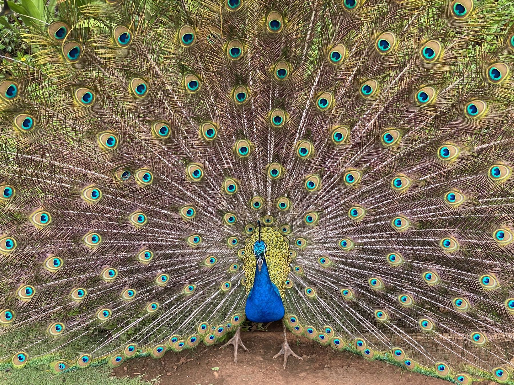 Male peacock standing on sandy ground with its iridescent tail fully fanned, showing dozens of green and blue eye spots around a bright blue body.
