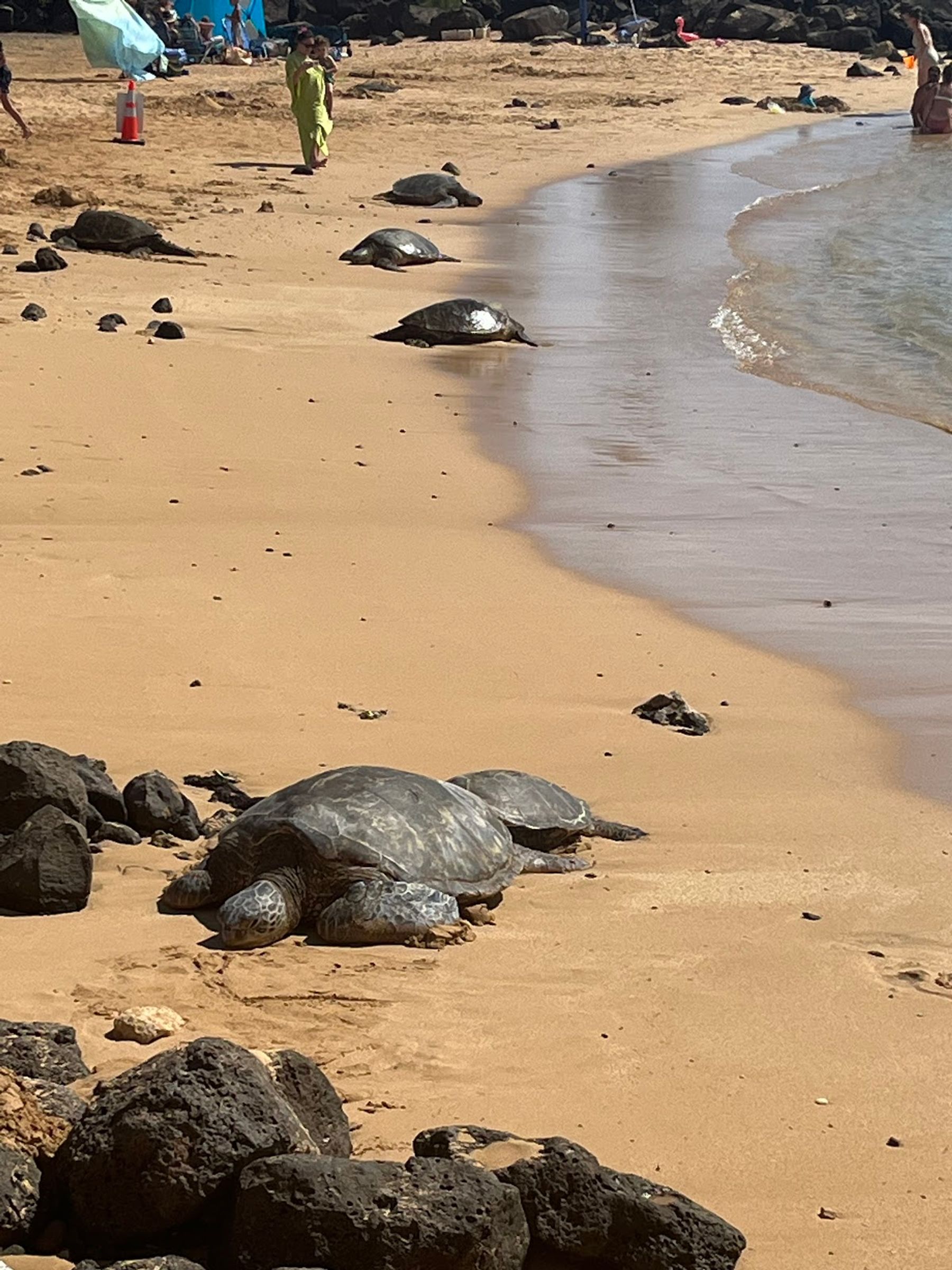 Photo 6 of Clark's Hawaii Tours in Kailua-Kona, Big Island