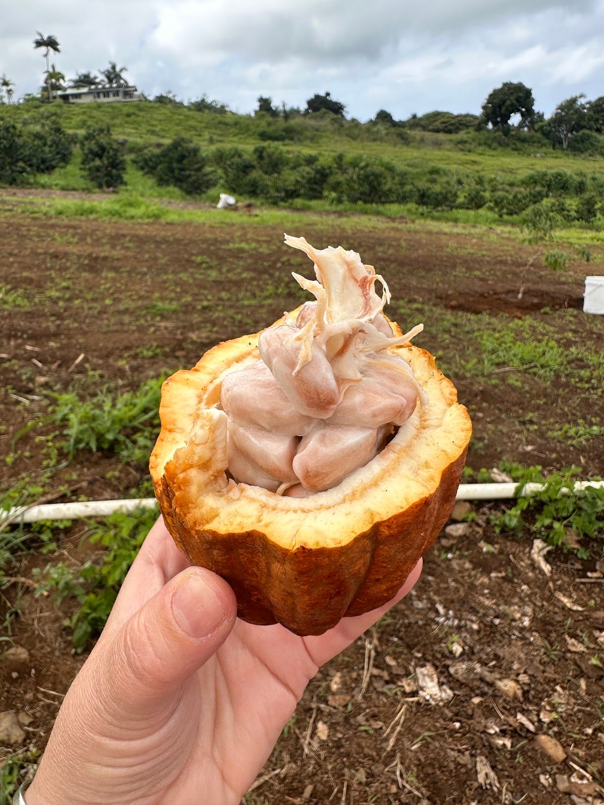 Photo 2 of Puna Chocolate Company Farm - Kona Cocoa & Coffee Orchard Tours (by reservation only) in South Kona, Big Island