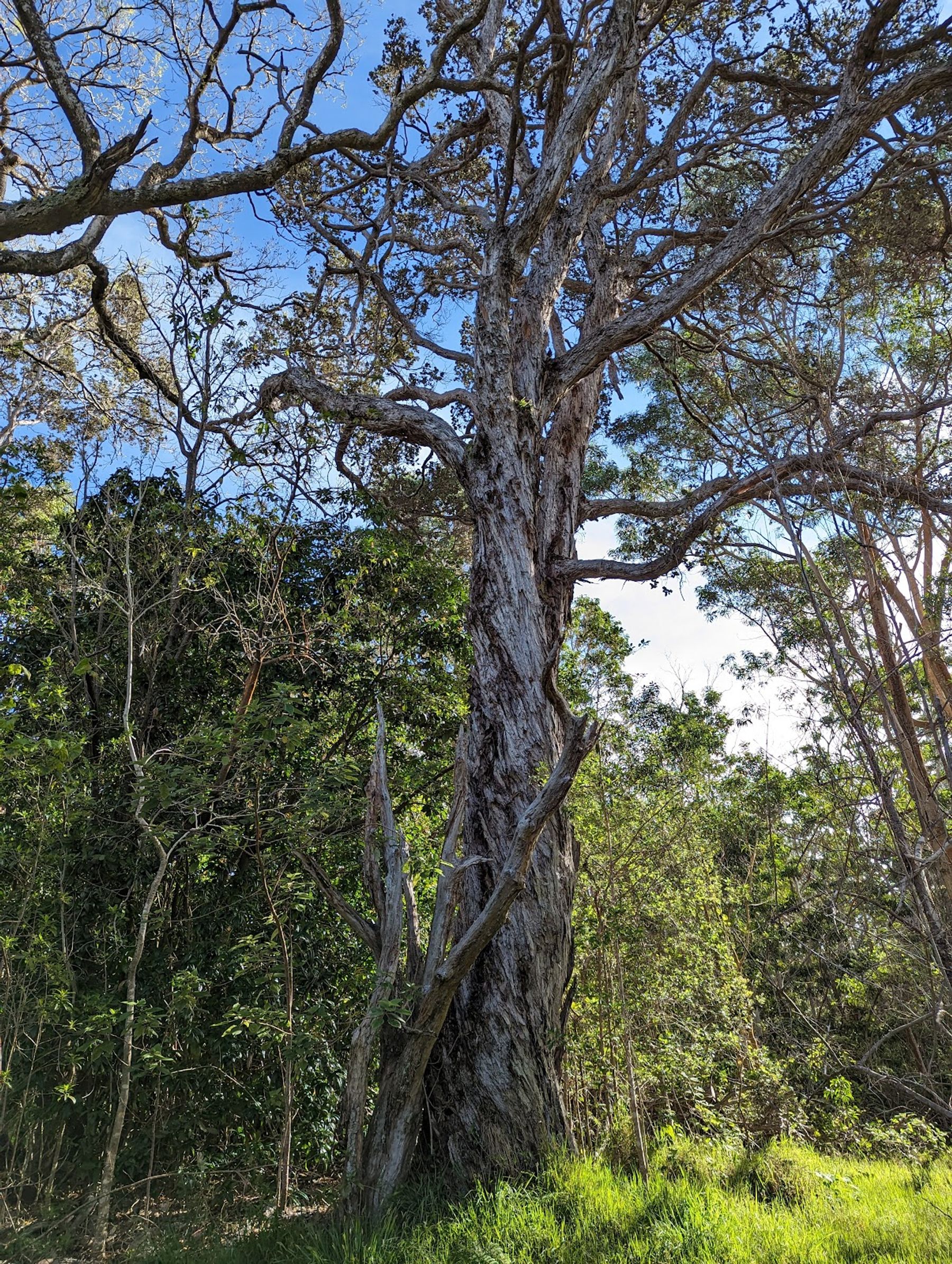 Photo 6 of Kipuka Puaulu Trail in Volcano, Big Island