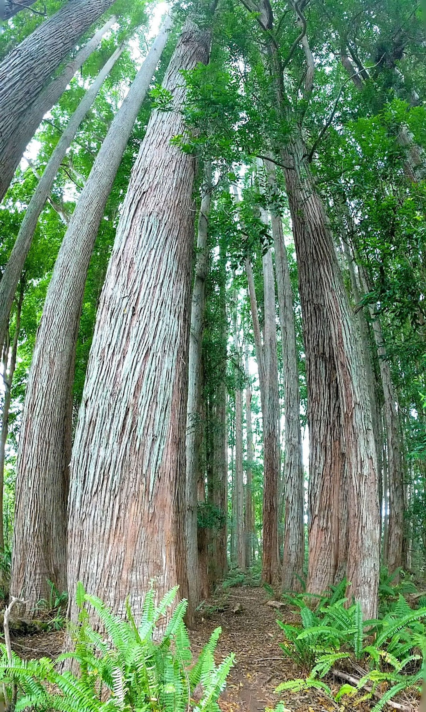 Photo 4 of Kalōpā State Recreation Area in Honokaʻa, Big Island