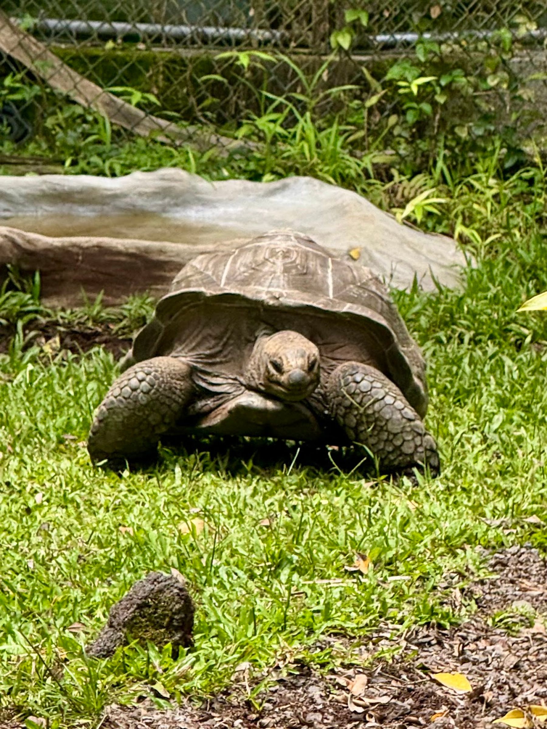 Photo 10 of Panaewa Rainforest Zoo and Gardens in Hilo, Big Island