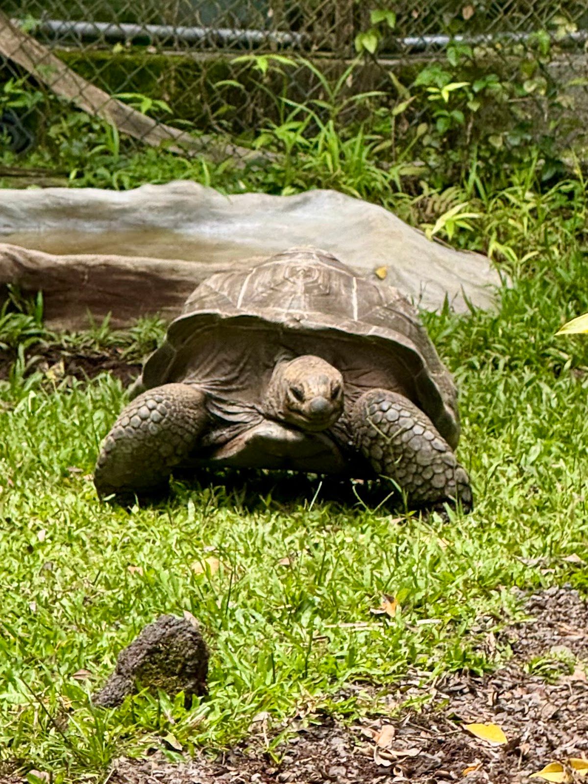 Photo 10 of Panaewa Rainforest Zoo and Gardens in Hilo, Big Island