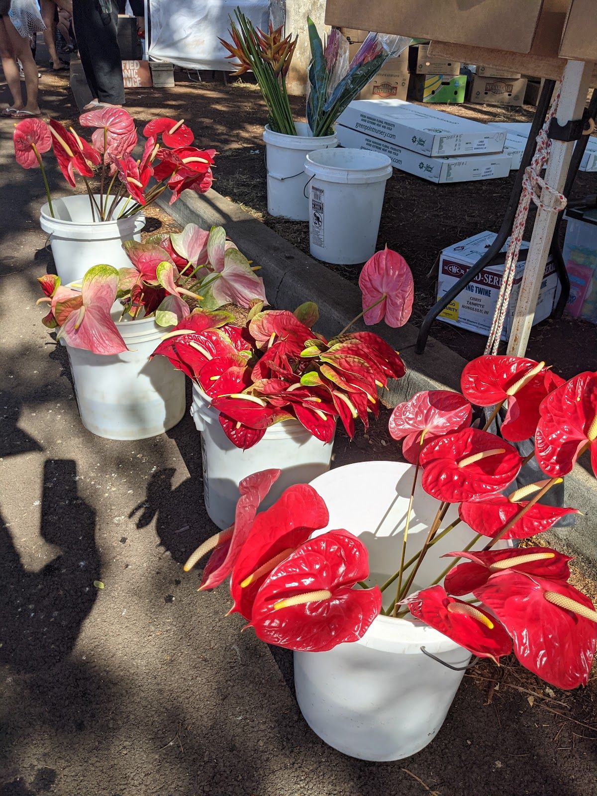 Photo 6 of KCC Farmers’ Market in Kaimukī & Pālolo, Oahu