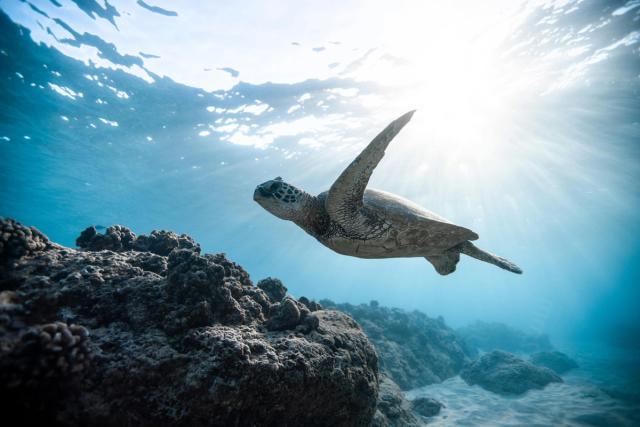 a honu in the water above a reef