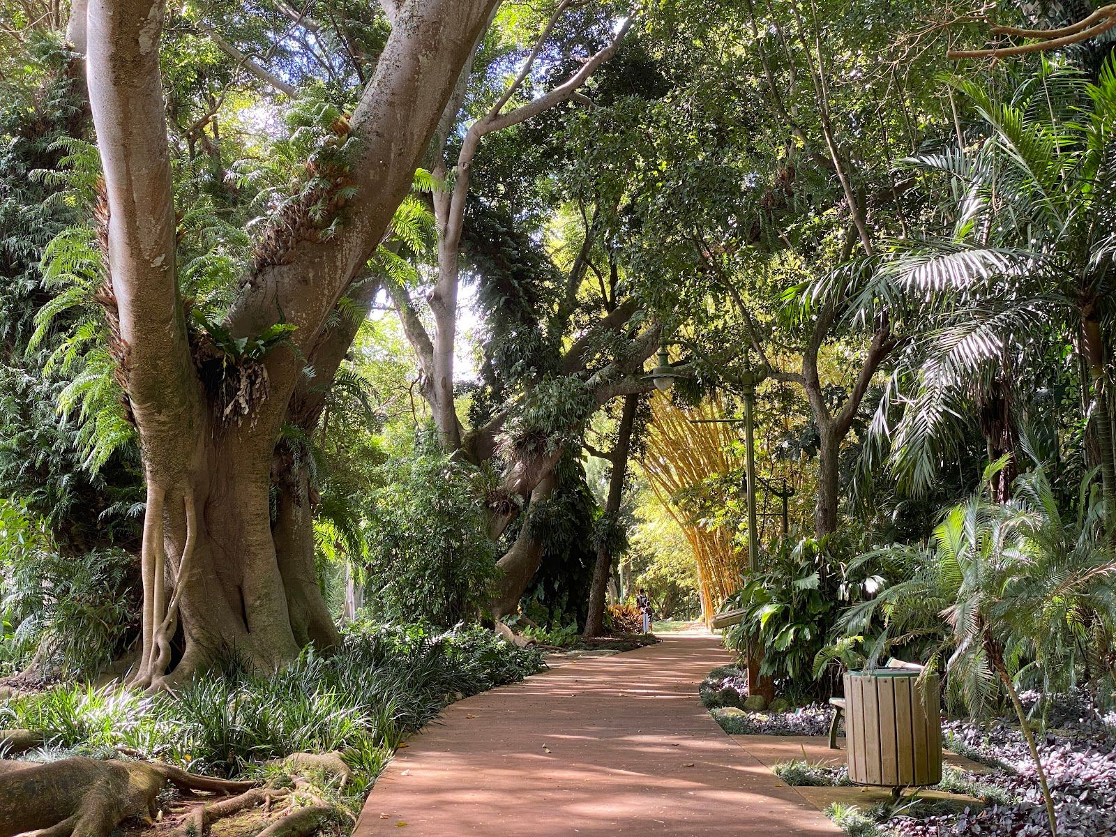 Photo 2 of Wahiawā Botanical Garden in Wahiawā, Oahu
