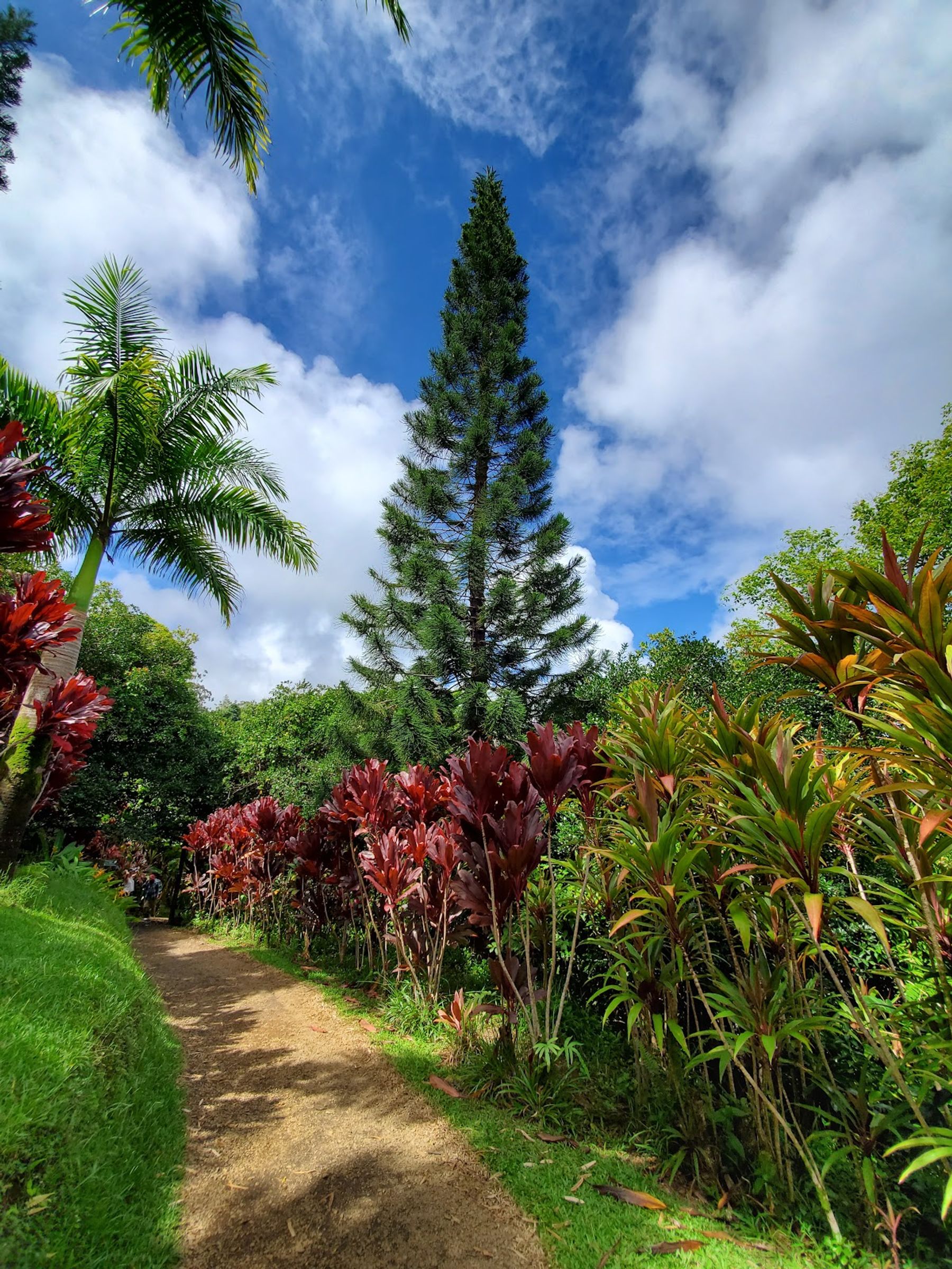 Photo 3 of Garden of Eden Arboretum in Keʻanae-Nāhiku, Maui