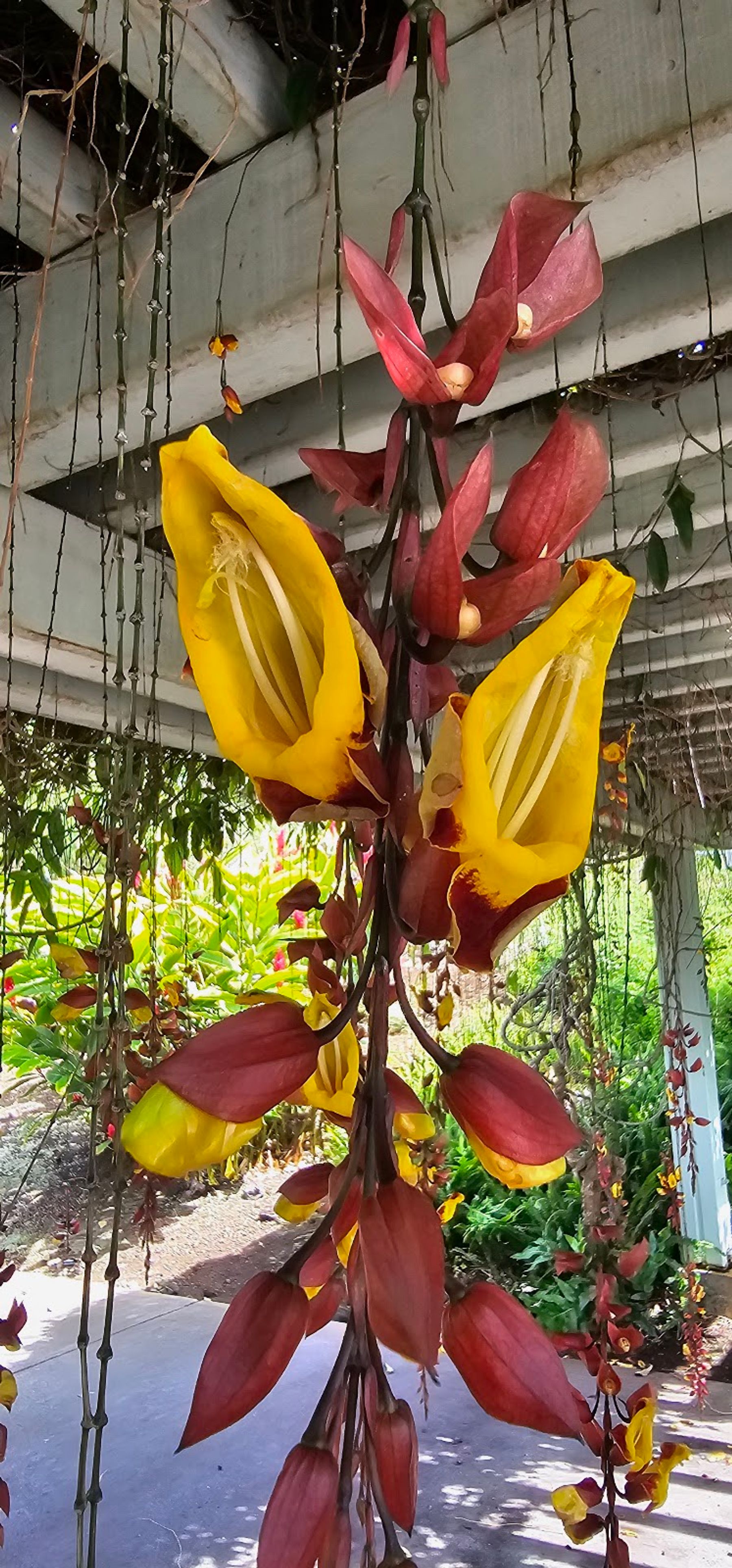 Photo 8 of Sadie Seymour Botanical Gardens and the Kona Educational Center in Kailua-Kona, Big Island