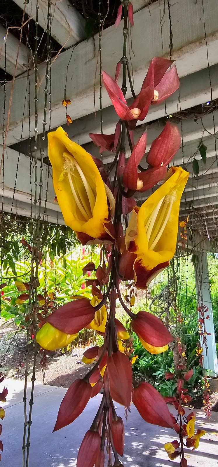 Photo 8 of Sadie Seymour Botanical Gardens and the Kona Educational Center in Kailua-Kona, Big Island