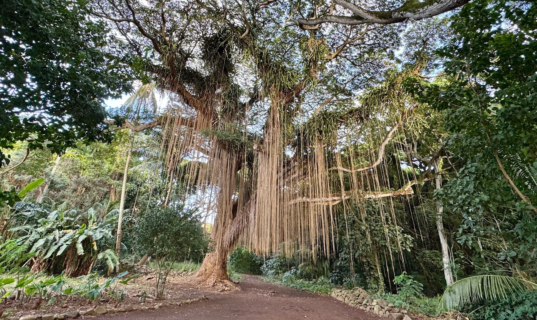 Photo 1 of Honolua Bay Access Trail in Kapalua, Maui