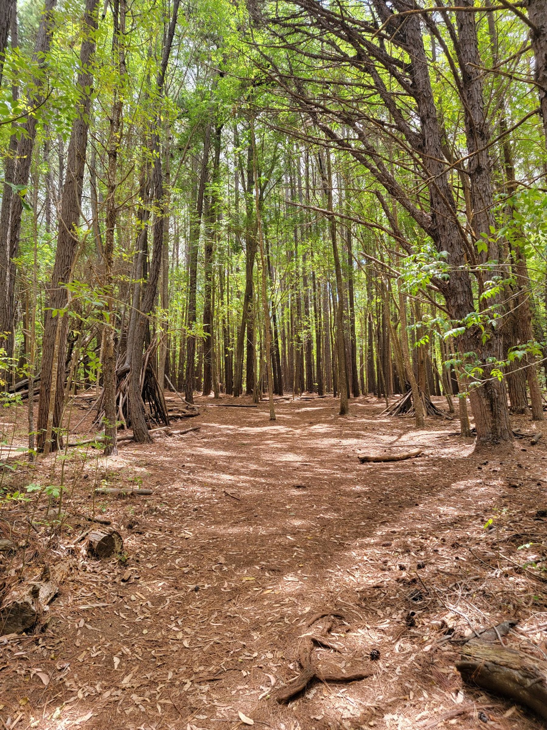 Photo 8 of Waihou Spring Trail in Makawao & Pukalani, Maui