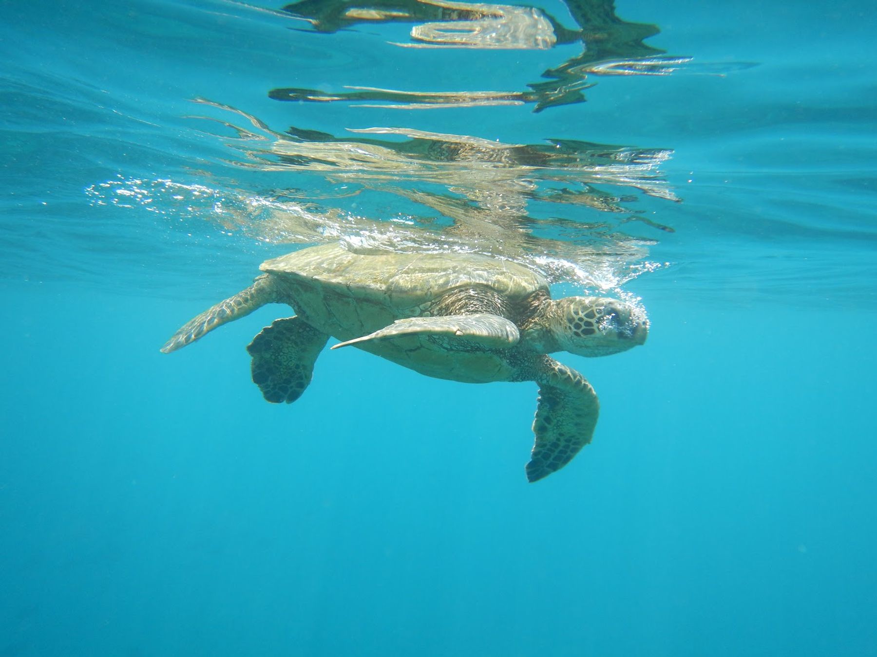 Photo 5 of The Magic Merman Snorkel Charters in Kāʻanapali, Maui
