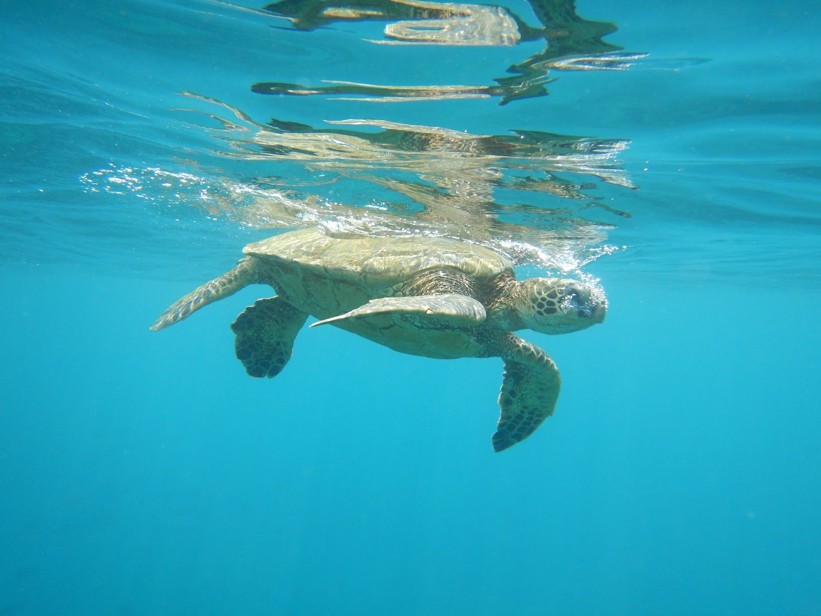 Photo 5 of The Magic Merman Snorkel Charters in Kāʻanapali, Maui