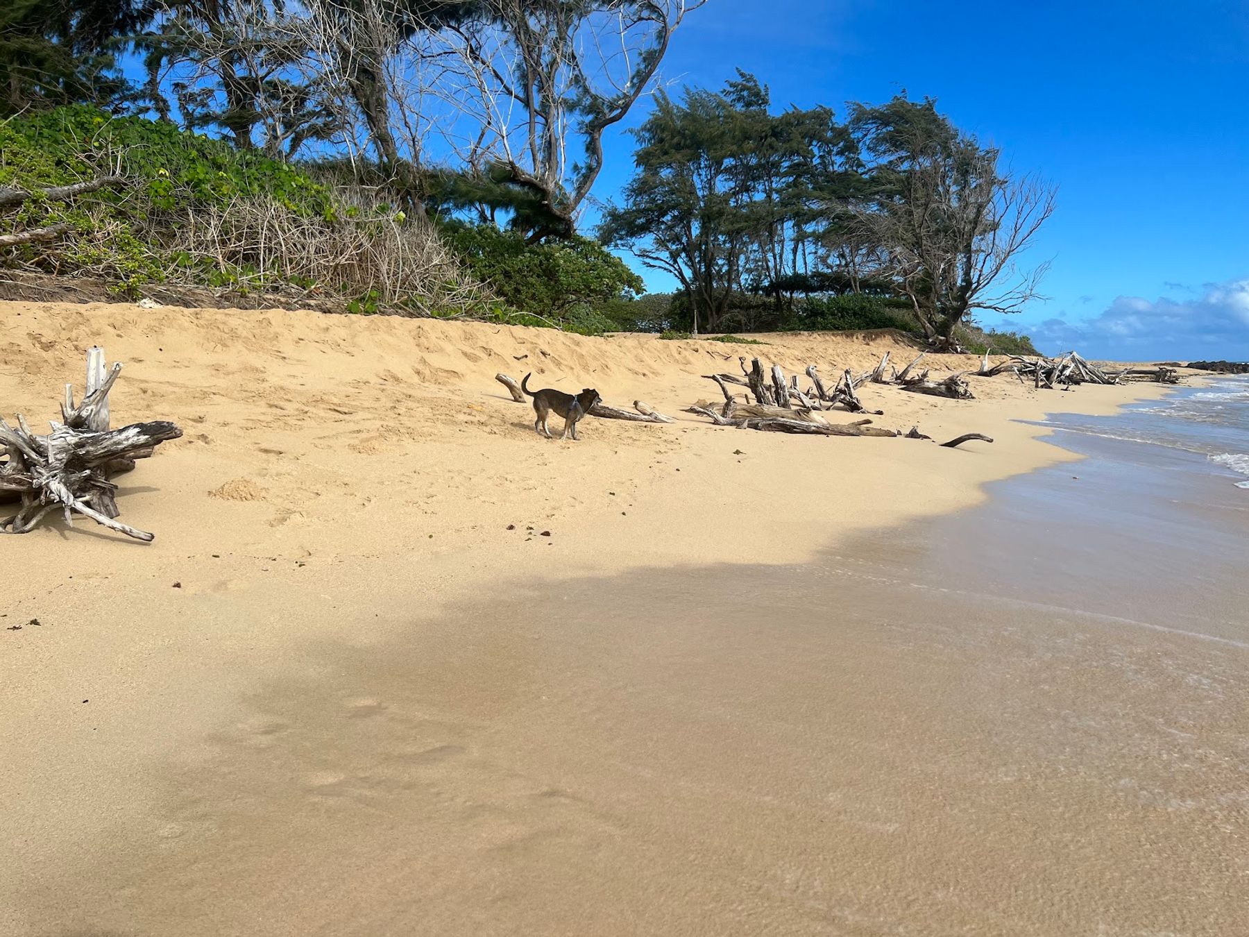 Photo 7 of Mālaekahana State Recreation Area in Lāʻie, Oahu