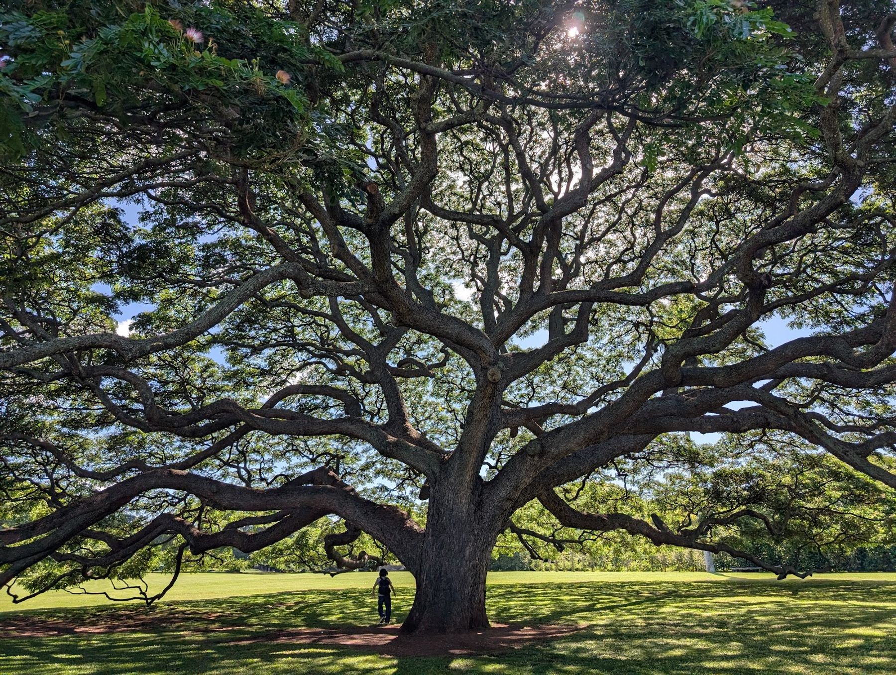 Photo 8 of Moanalua Gardens in Pearl Harbor & ʻAiea, Oahu