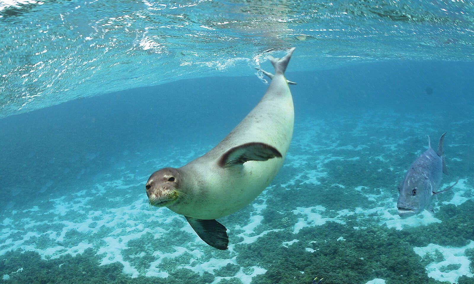 How to View Hawaiian Monk Seals on Oʻahu