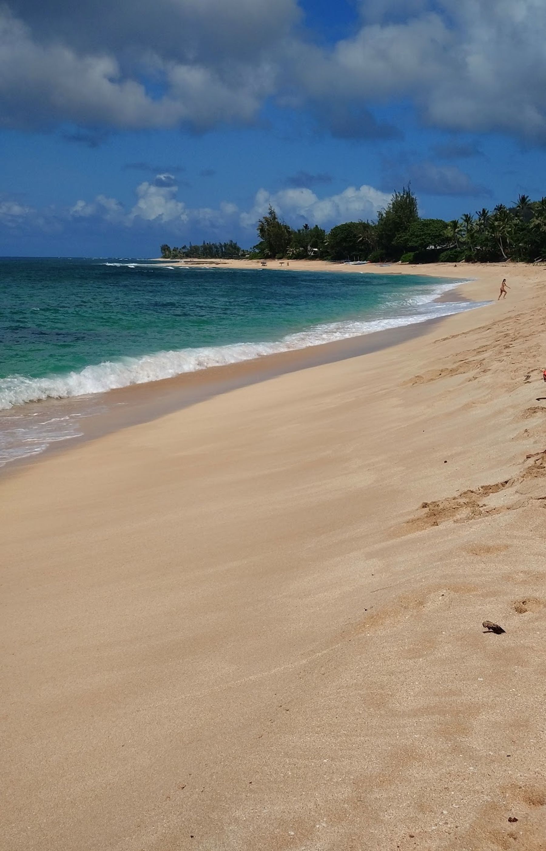 Photo 8 of ʻEhukai Beach Park in Pūpūkea, Oahu
