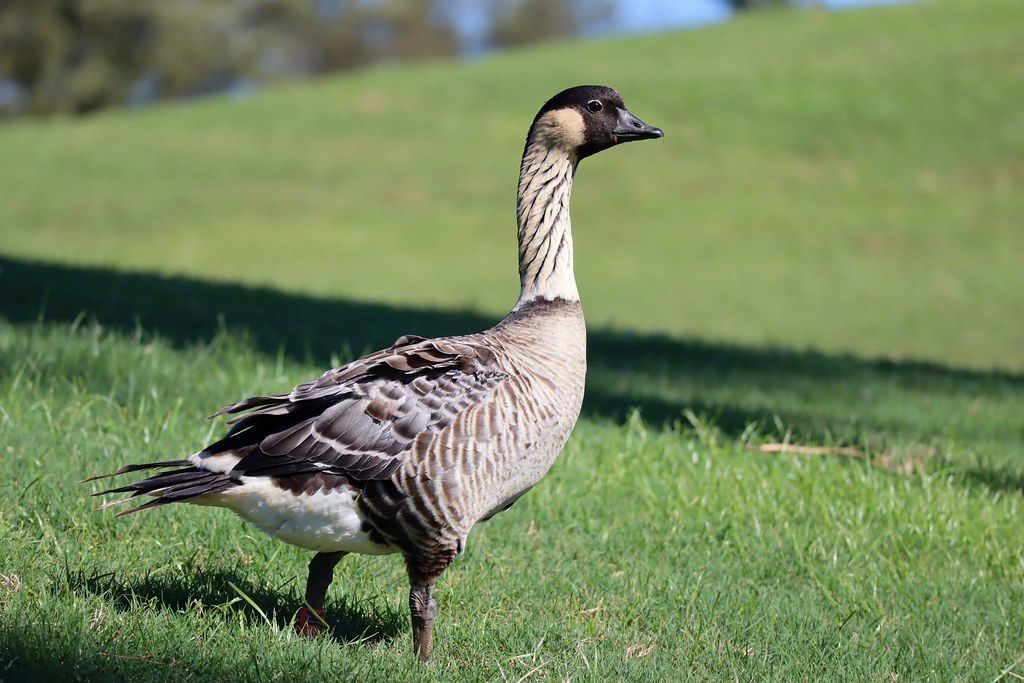 Nēnē Hawaiian goose standing in sunlit grass with blurred green hills in the background