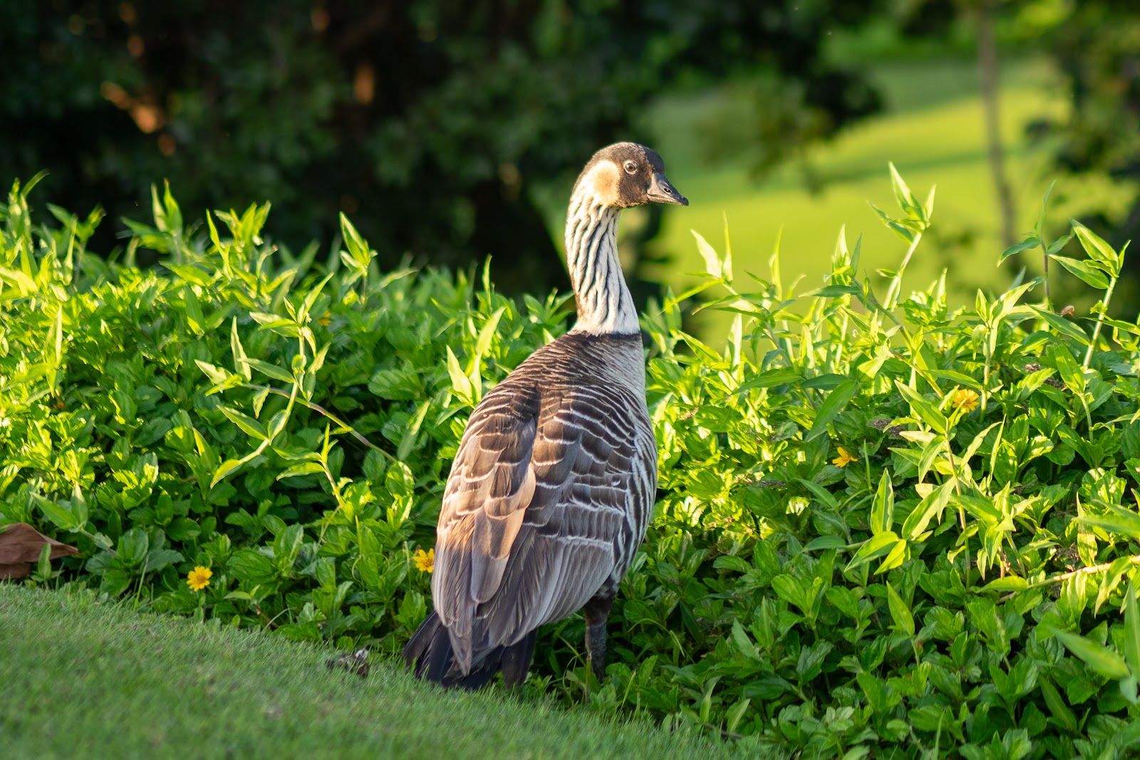 Princeville Makai Golf Club in Princeville, Kaua‘i photo 6