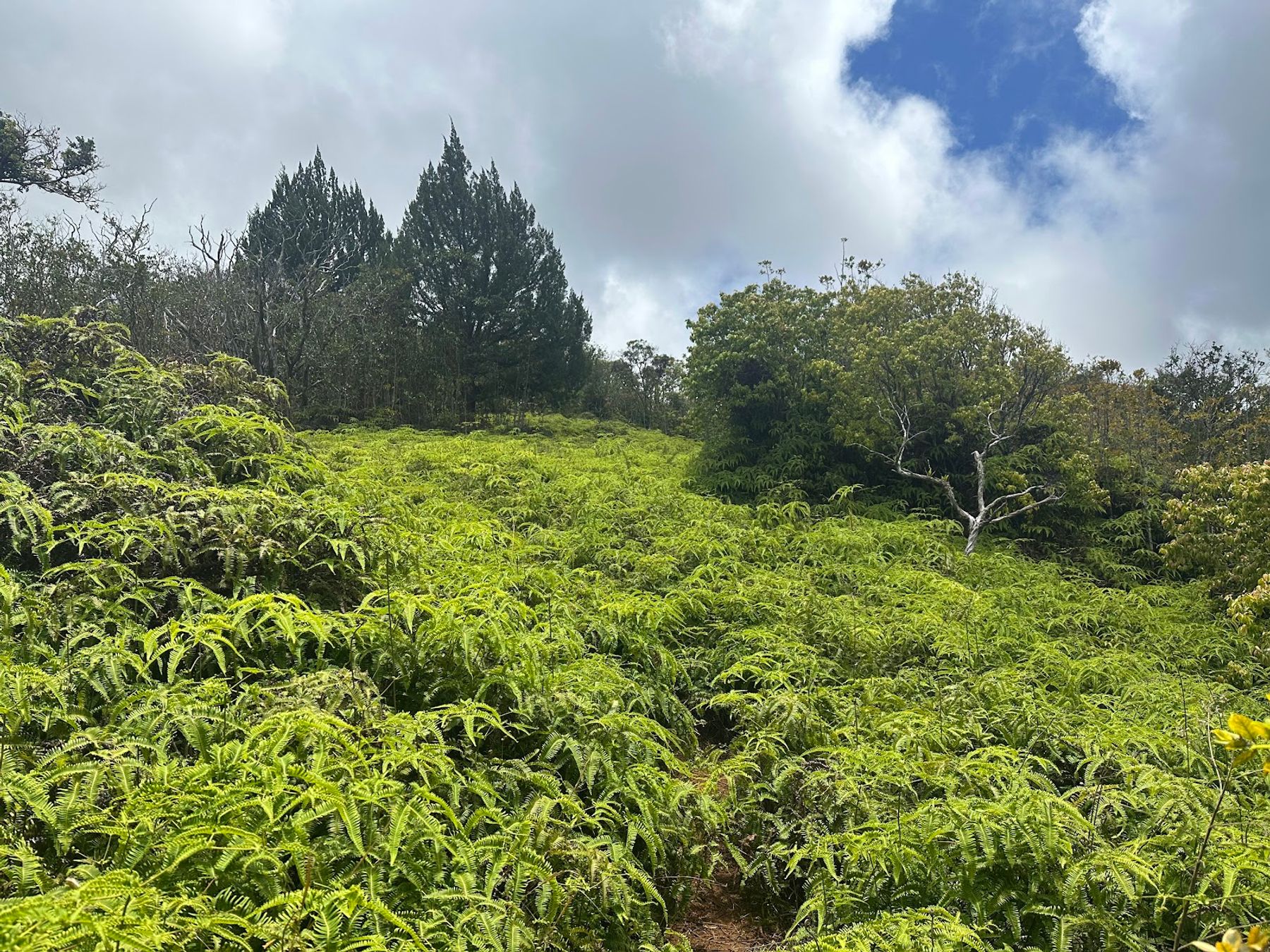 Photo 5 of Mahana Ridge Trail in Kapalua, Maui