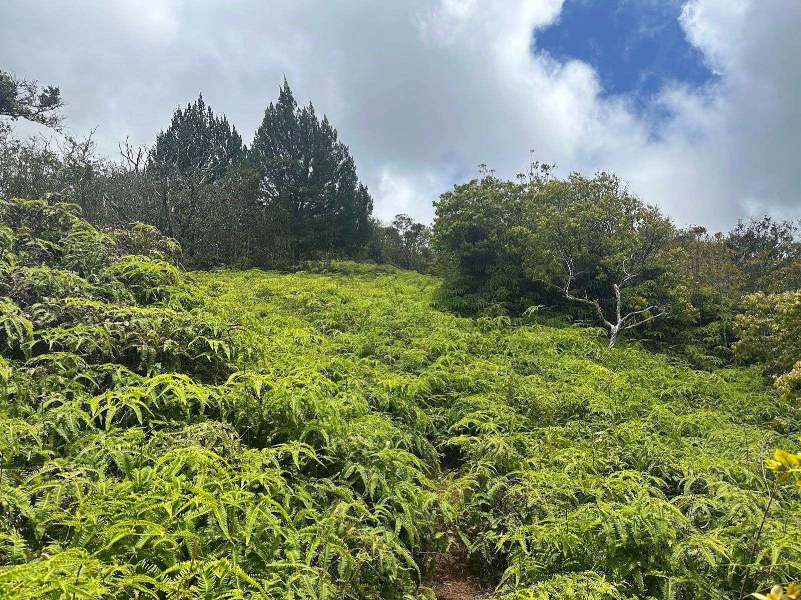 Photo 5 of Mahana Ridge Trail in Kapalua, Maui