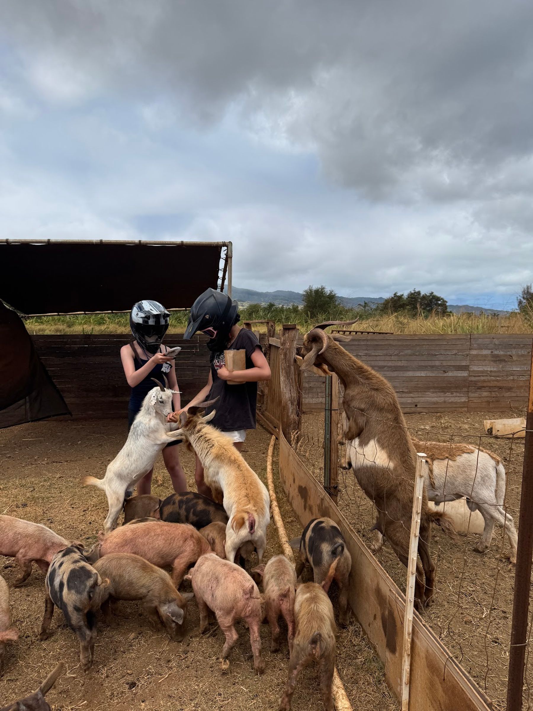 Photo 4 of North Shore Stables in Waialua & Mokulēʻia, Oahu