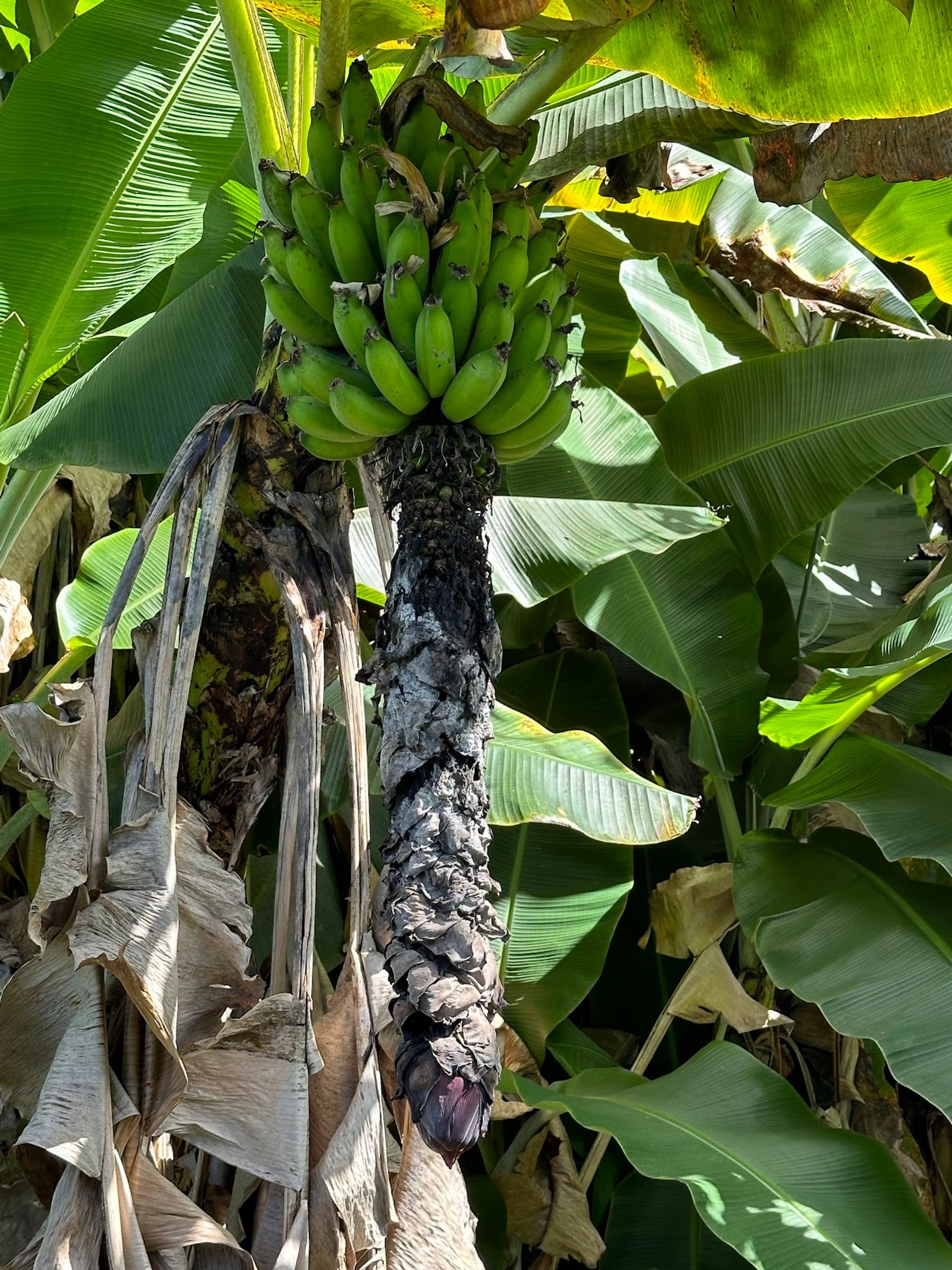 Photo 4 of Kuaiwi Farm in South Kona, Big Island
