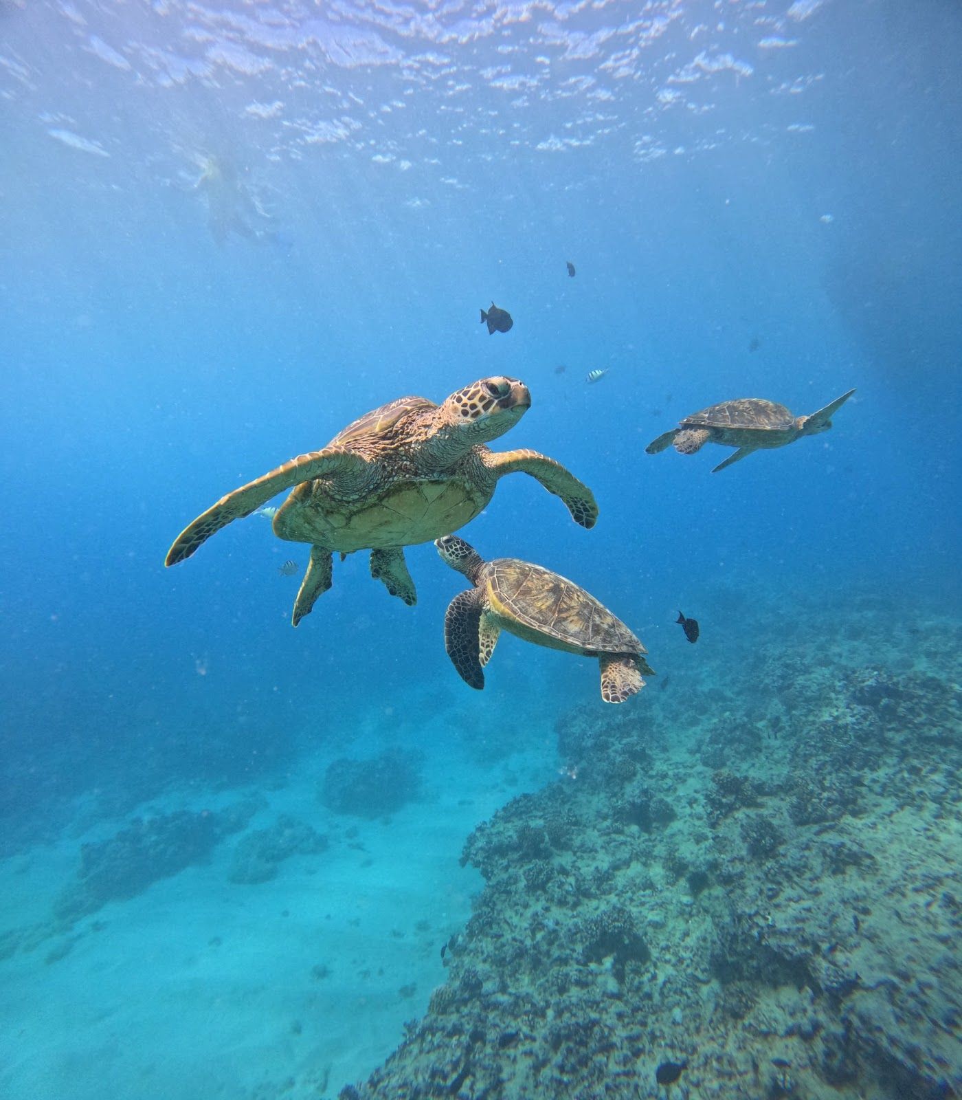 Photo 6 of Charter Oahu in Ala Moana & Mōʻiliʻili, Oahu