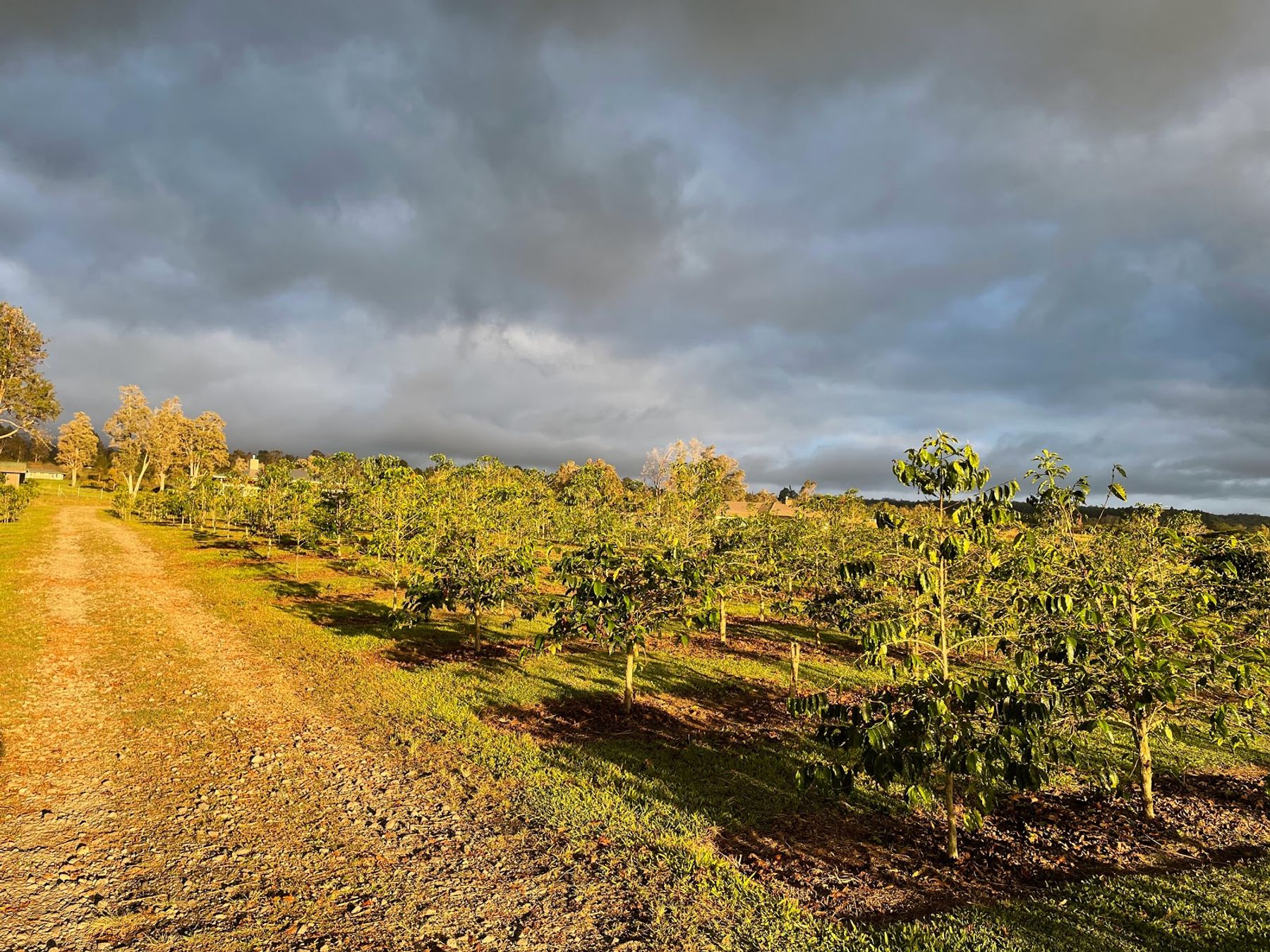 Photo 3 of Uluwehi Coffee Farm in Hōlualoa, Big Island