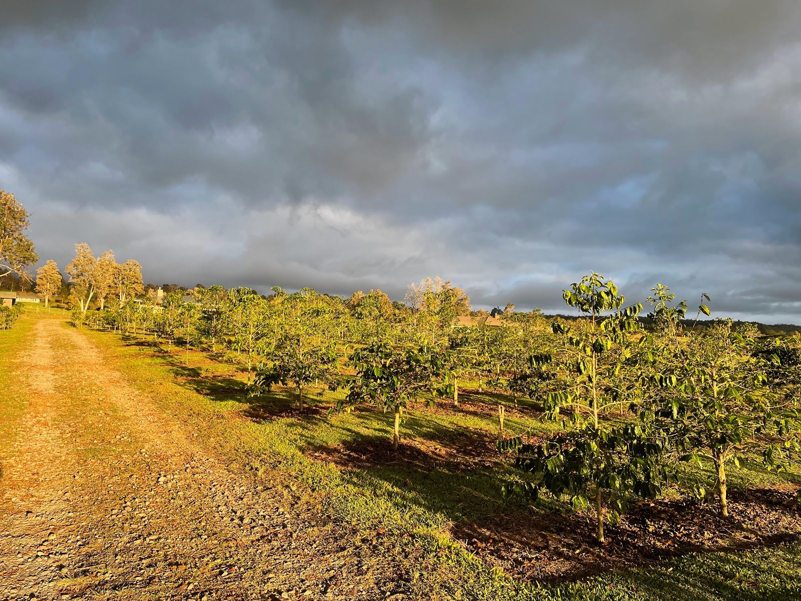 Photo 3 of Uluwehi Coffee Farm in Hōlualoa, Big Island