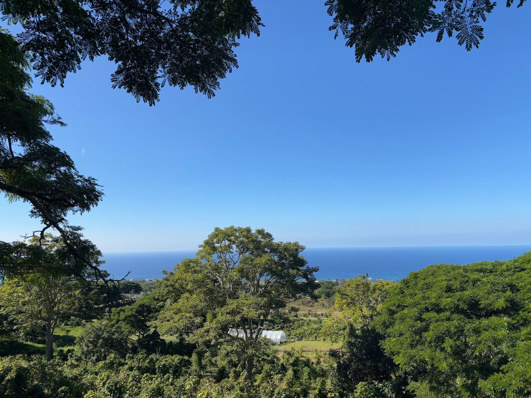 Photo 2 of Rising Kona Coffee Farm Tours in Hōlualoa, Big Island