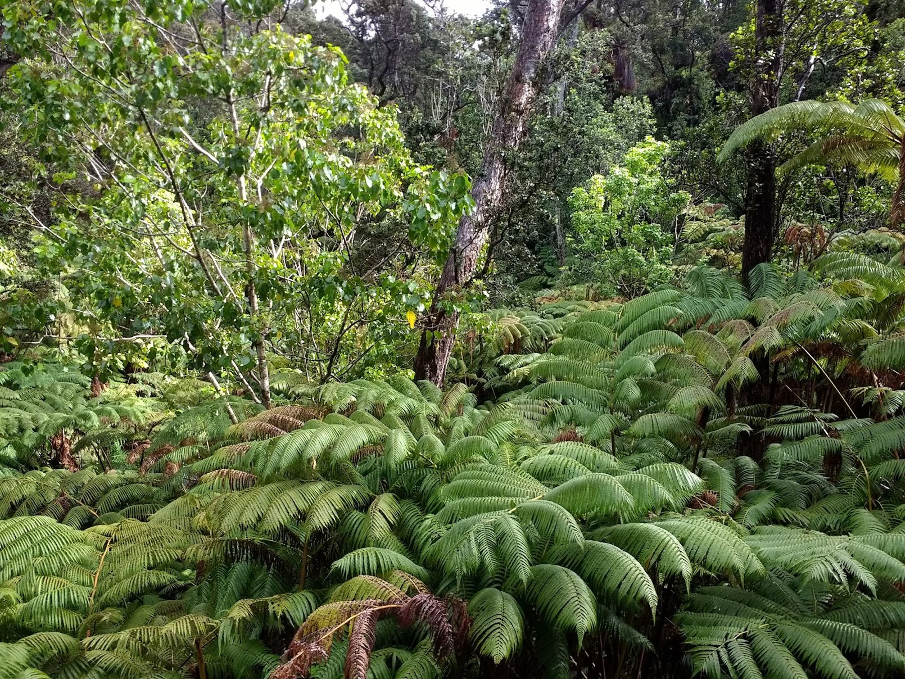 Photo 4 of Nāhuku Lava Tube in Volcano, Big Island