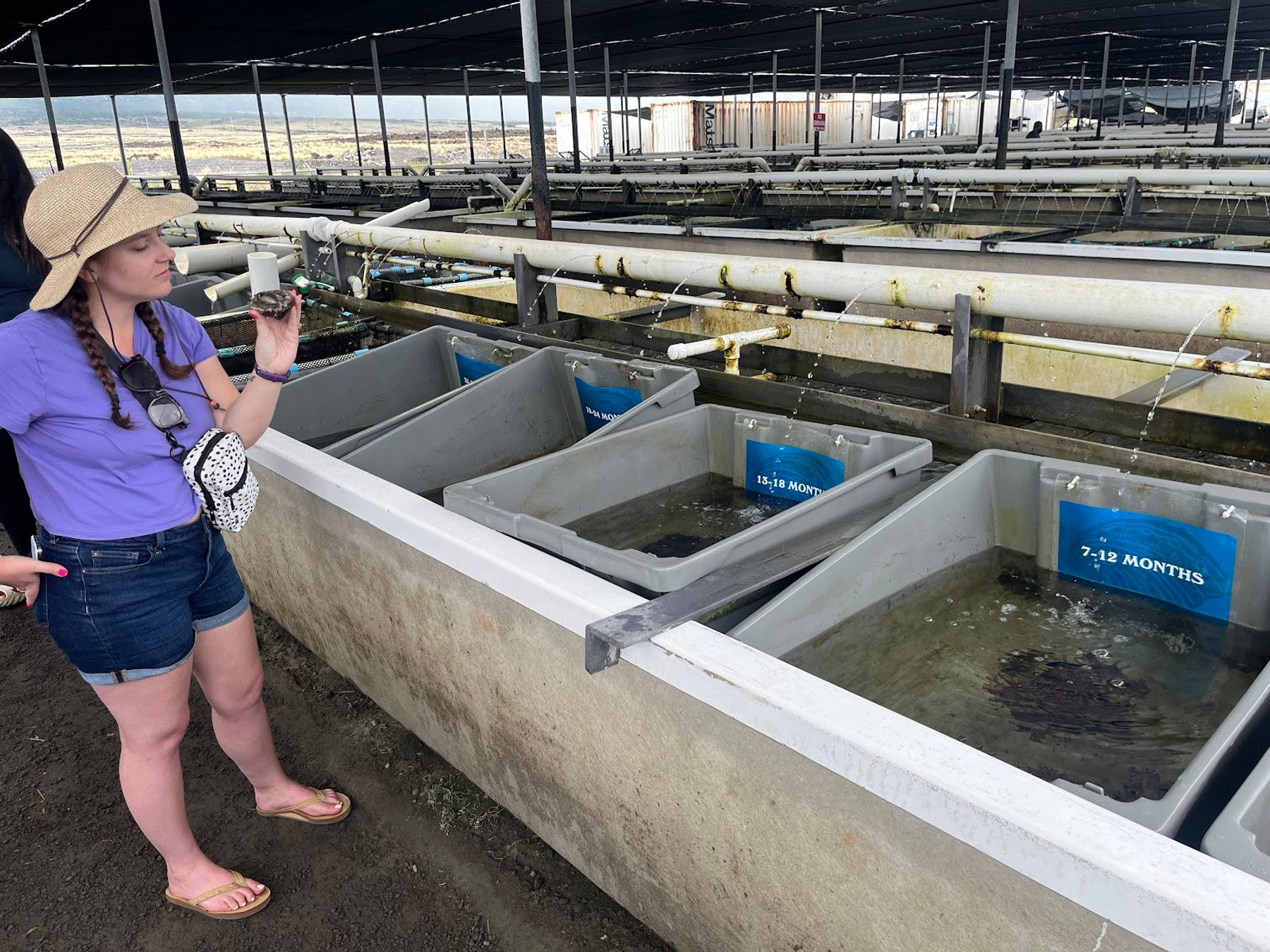 Photo 7 of Big Island Abalone (Kona Aquaculture Inc) in Kailua-Kona, Big Island