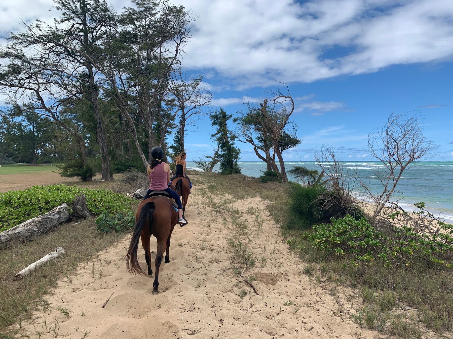 Photo 4 of Hawaii Polo Oceanfront Trail Rides in Waialua & Mokulēʻia, Oahu