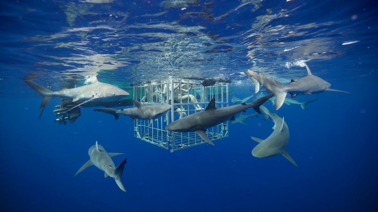 Photo 1 of Haleiwa Shark Tours in Haleʻiwa, Oahu