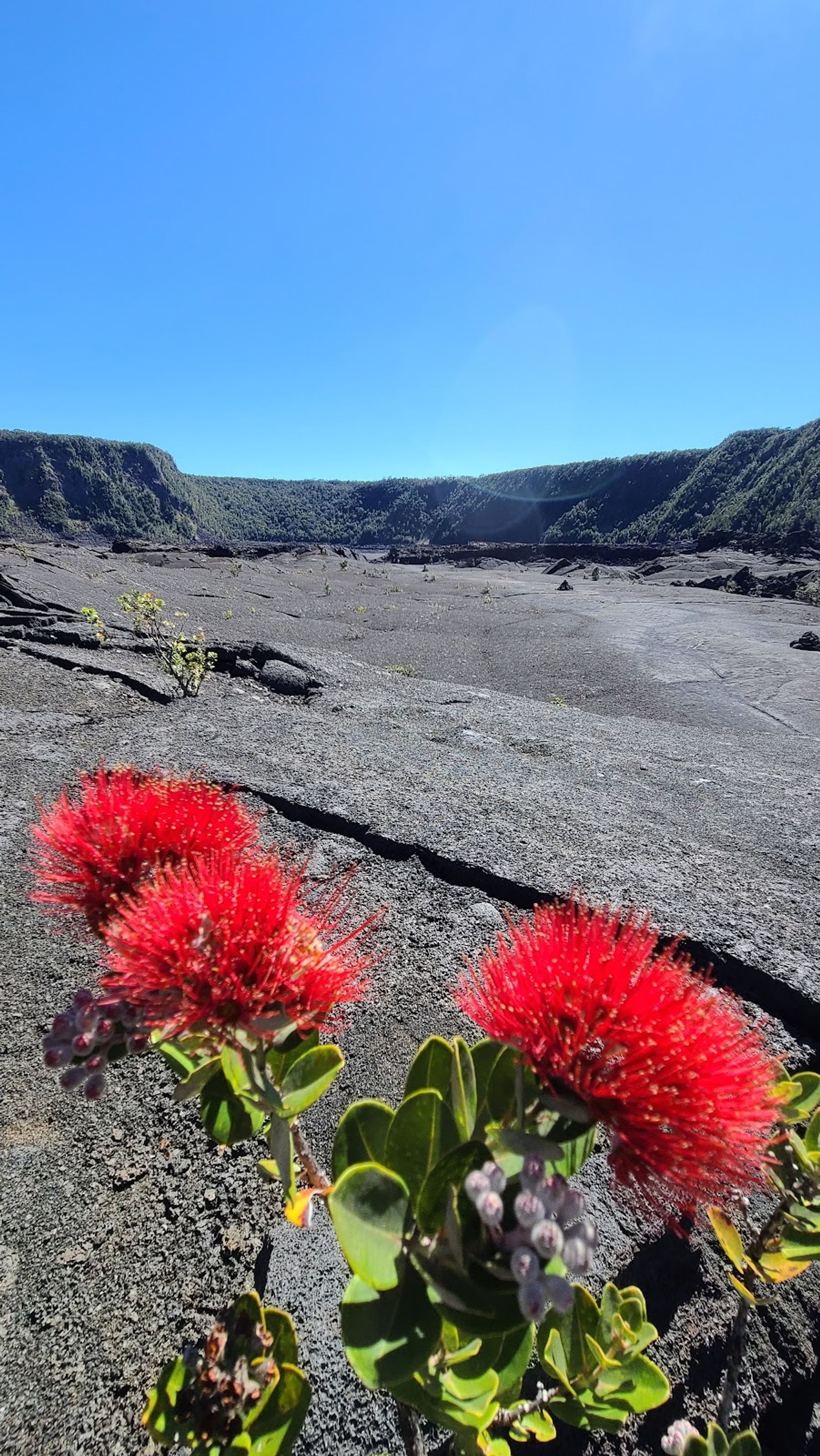 Photo 10 of Kīlauea Iki Trailhead in Volcano, Big Island