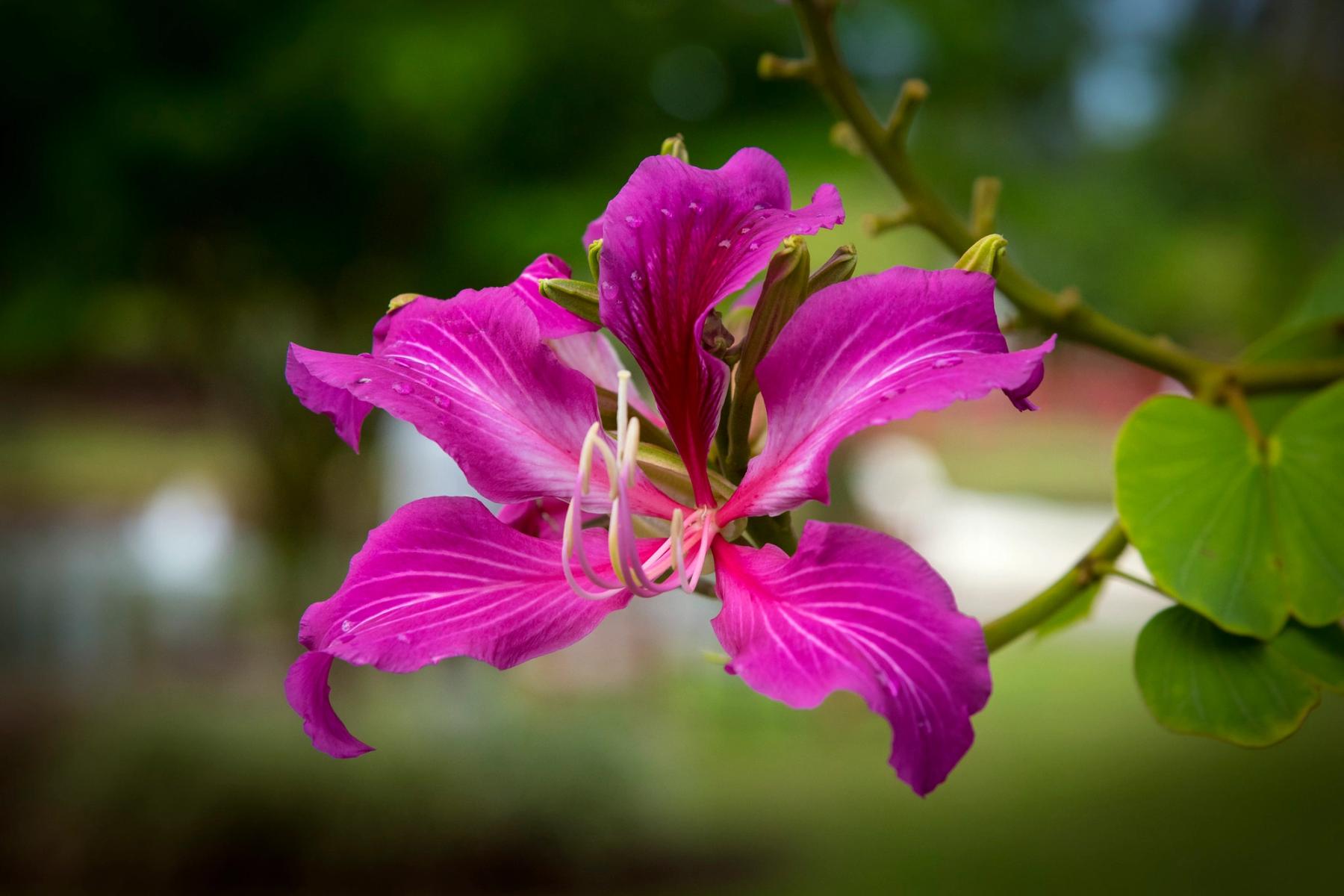 Close-up of a vivid magenta orchid-tree flower with pale stamens and raindrops against a soft green blurred background