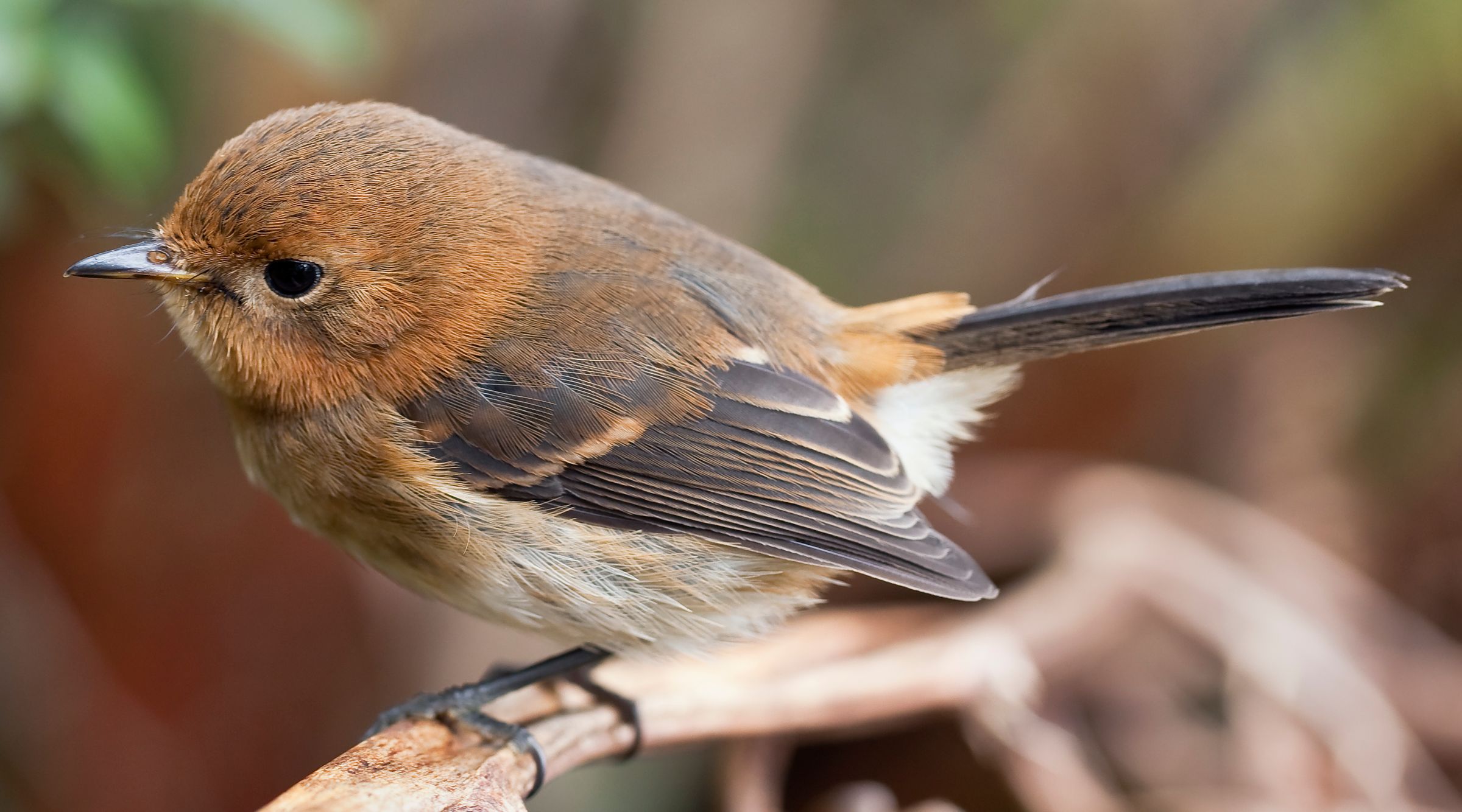 Kauaʻi ʻElepaio (Chasiempis sclateri), endemic to Kauaʻi, in Kōkeʻe State Park