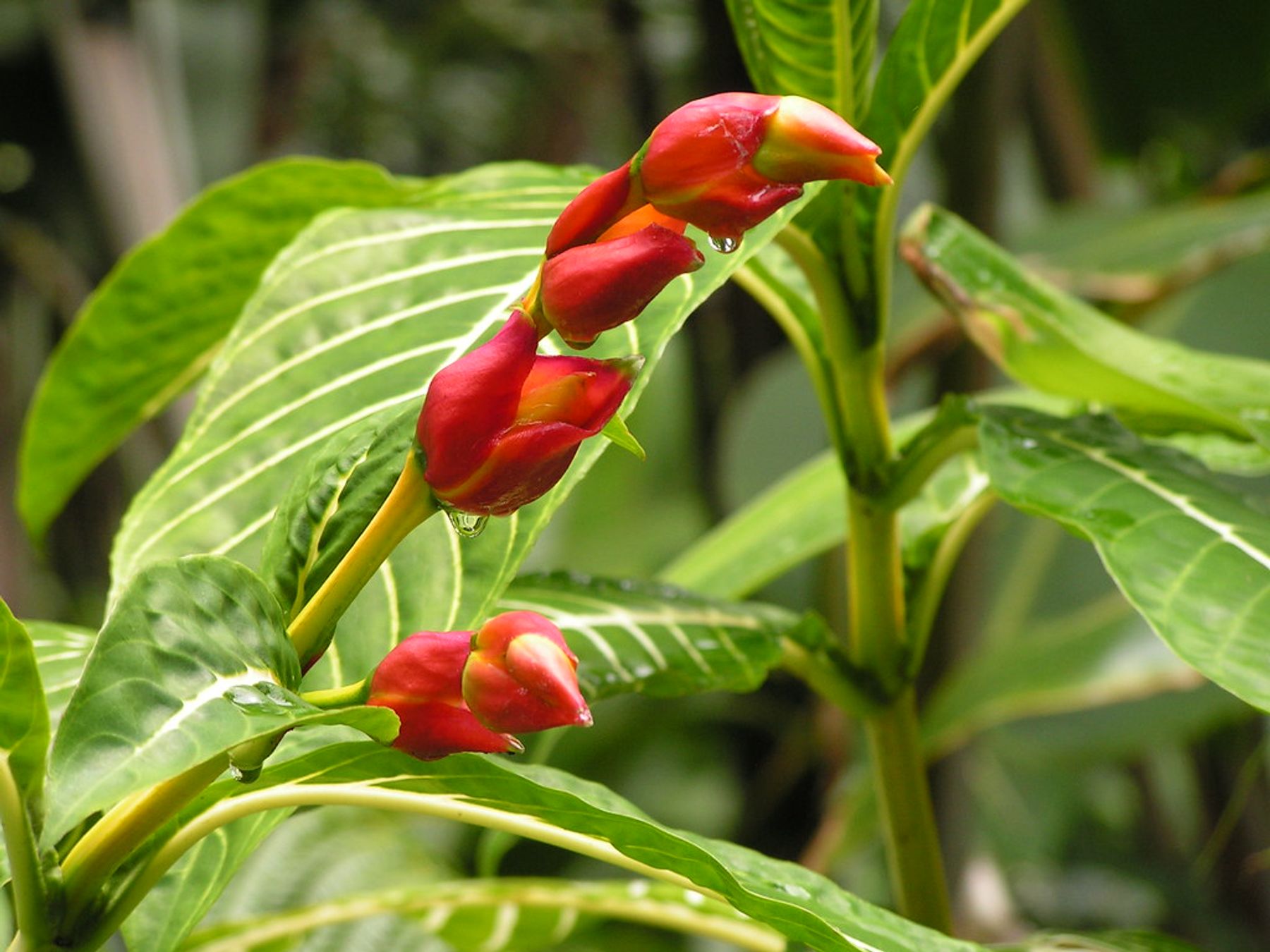 Red Sanchezia speciosa buds with raindrops against large green leaves with pale veins