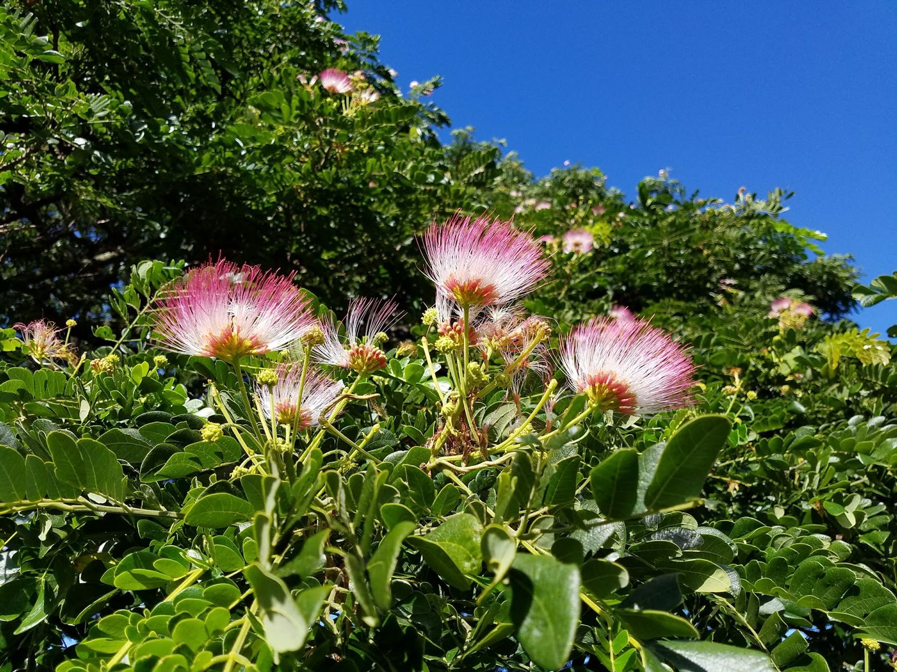 Photo 3 of Moanalua Gardens in Pearl Harbor & ʻAiea, Oahu