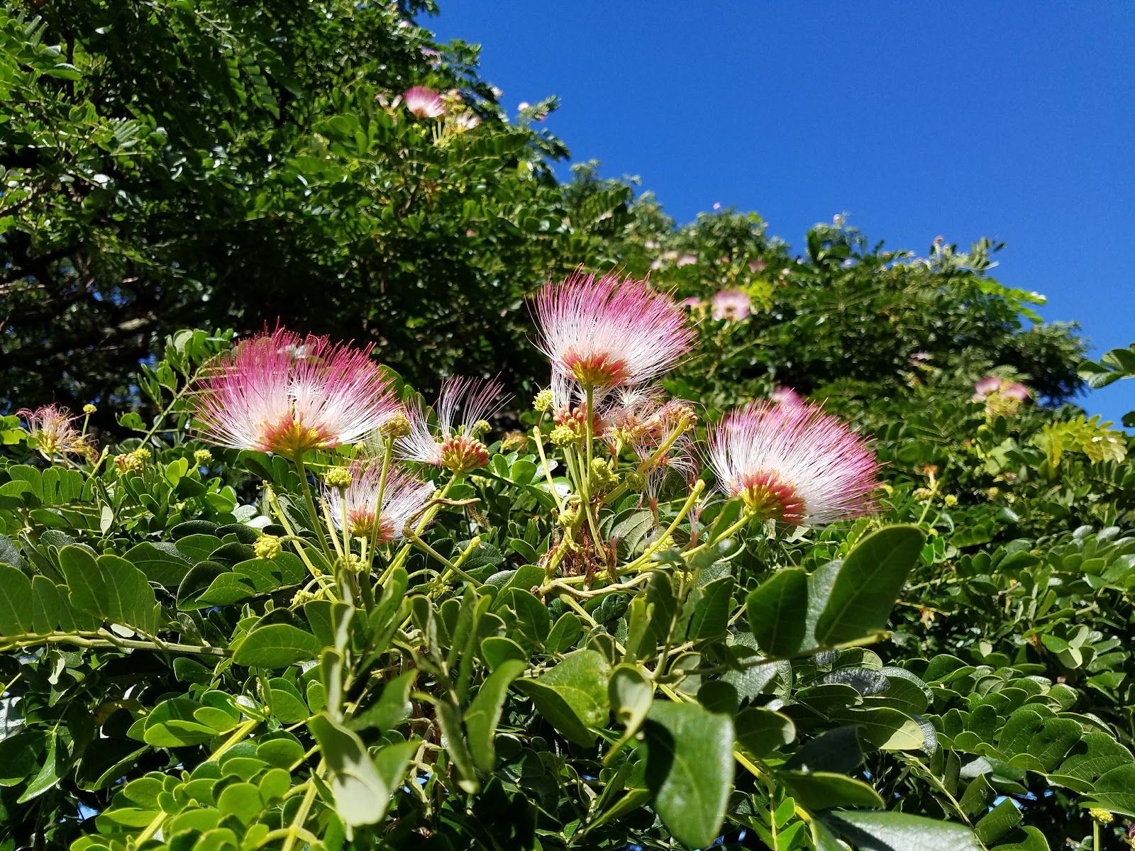 Photo 3 of Moanalua Gardens in Pearl Harbor & ʻAiea, Oahu