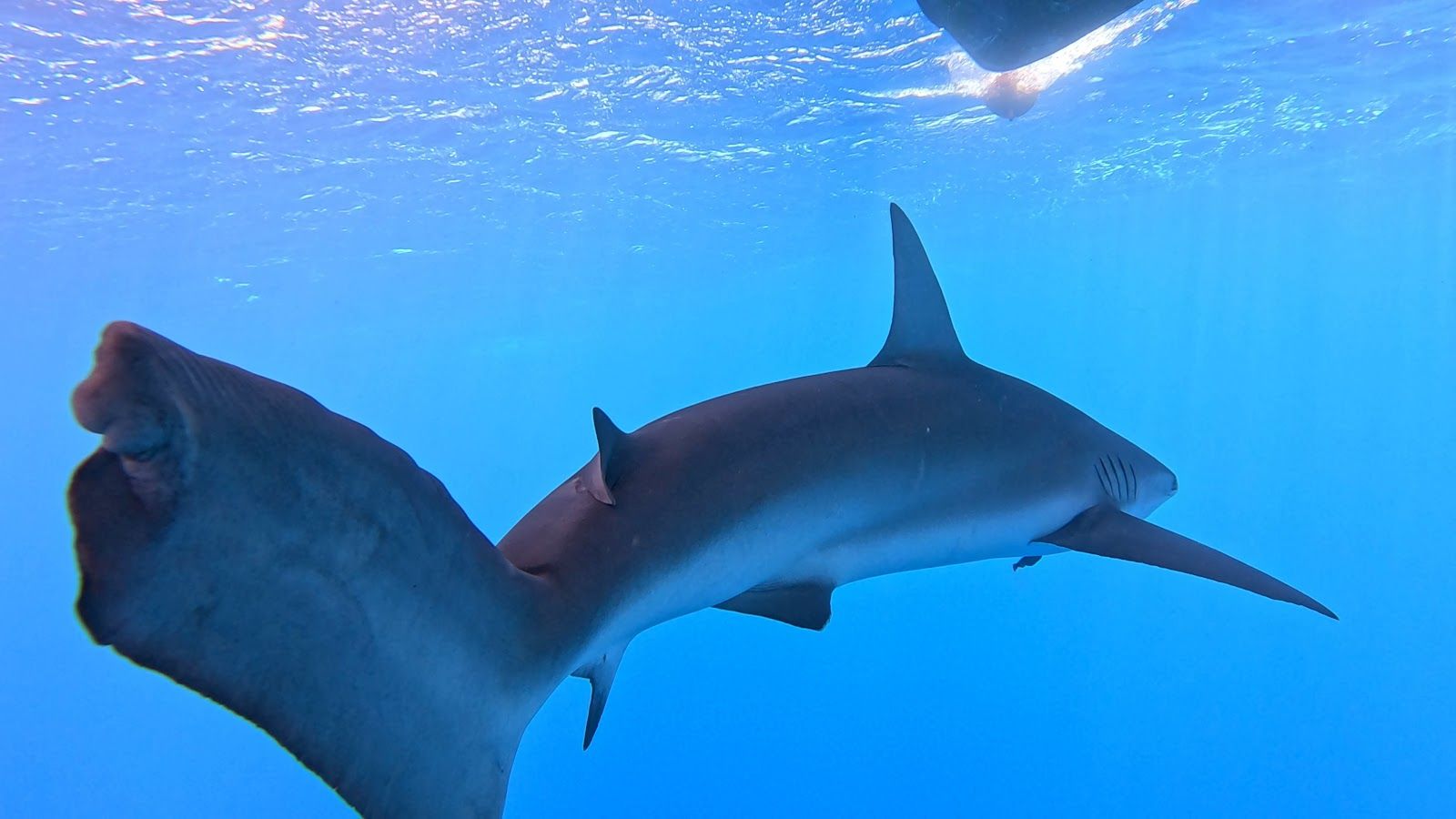 Photo 5 of Hawaii Adventure Diving in Haleʻiwa, Oahu