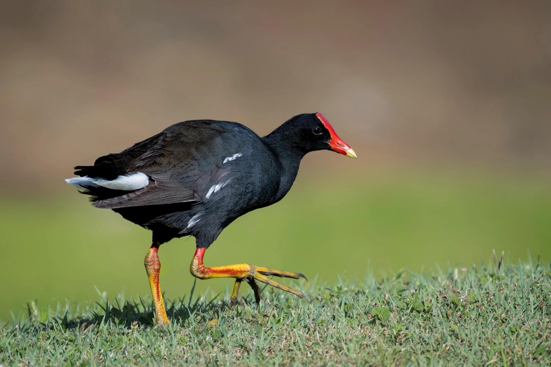 Hawaiian gallinule walking through short grass, showing a bright red-and-yellow bill and yellow legs against a smooth blurred background.