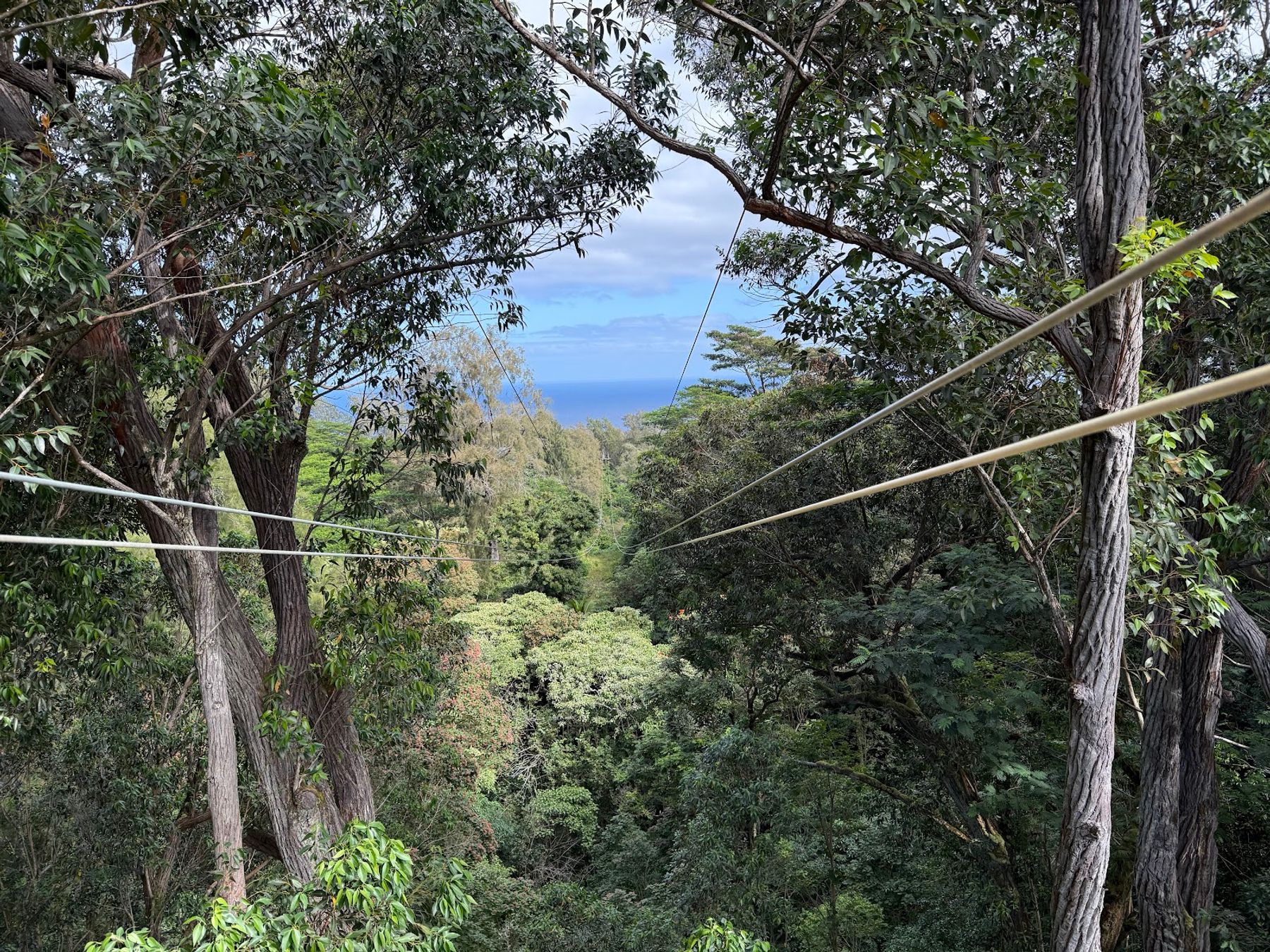 Photo 6 of Kohala Zipline in North Kohala, Big Island